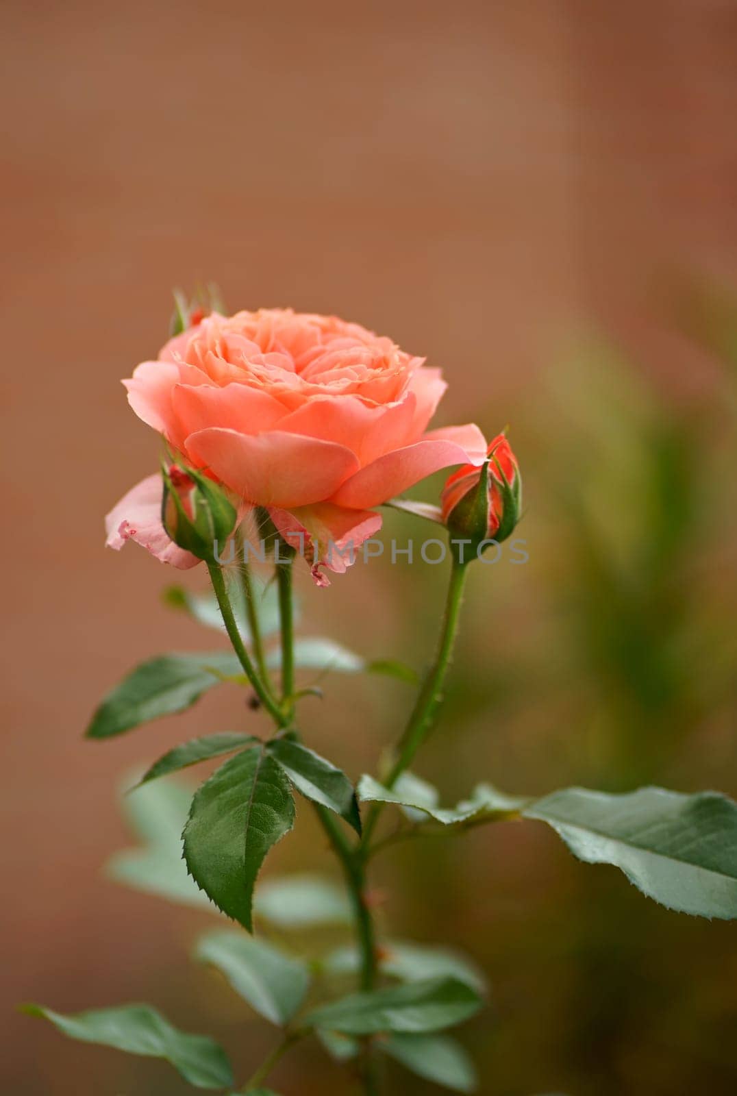 Pink rose flower with green leaves on a blurry dark background. Beautiful blooming of a bright pink rose in a summer garden on a sunny day.