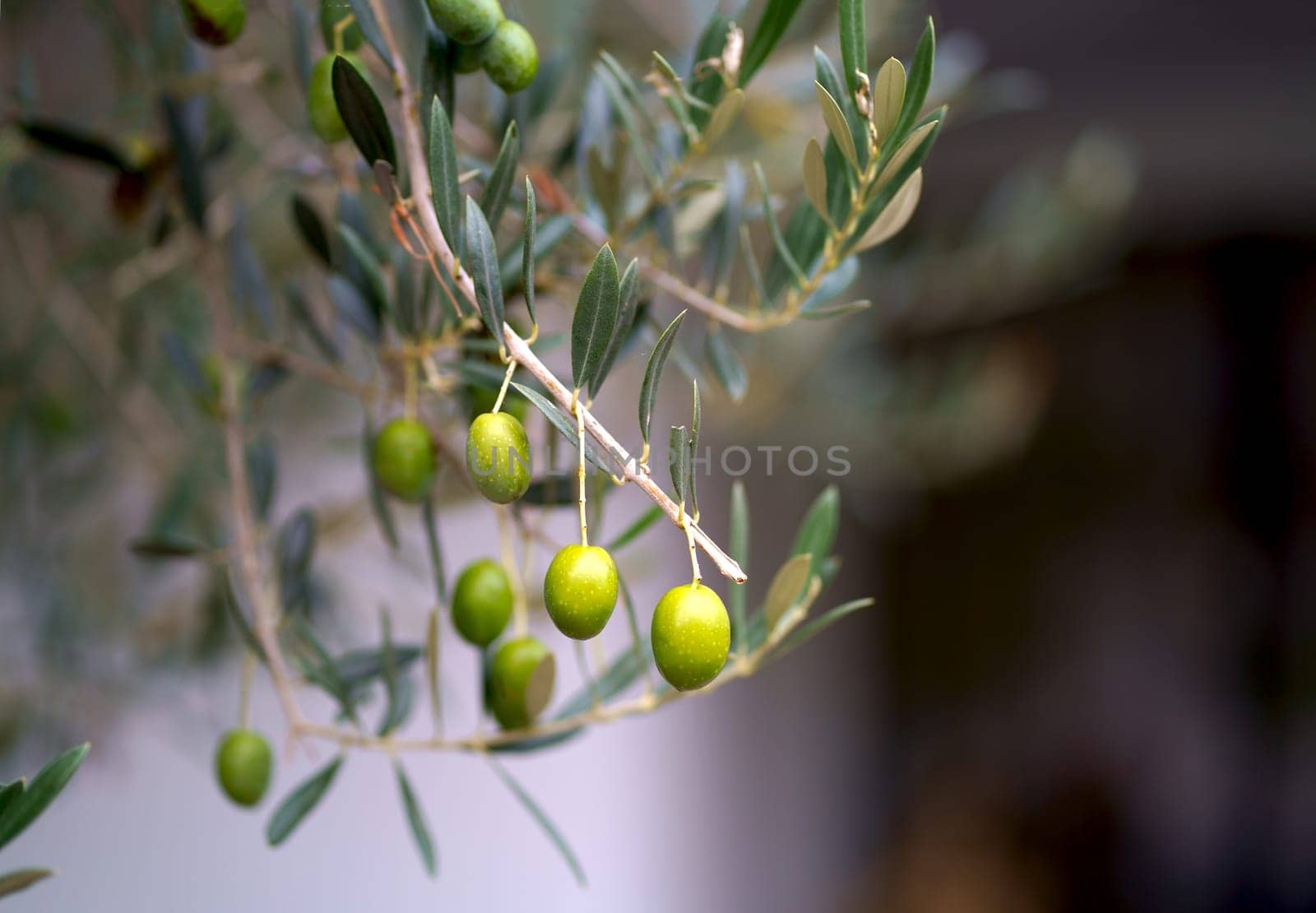 Olive trees in sunny evening. Olive trees garden. Mediterranean olive field ready for harvest. Italian olive's grove with ripe fresh olives. Fresh olives. Olive farm. by aprilphoto
