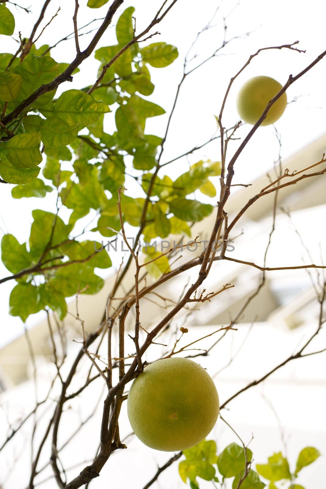 Pomelo tree Green fruit on a branch close-up. Or green grapefruit. Harvesting citrus fruits In garden