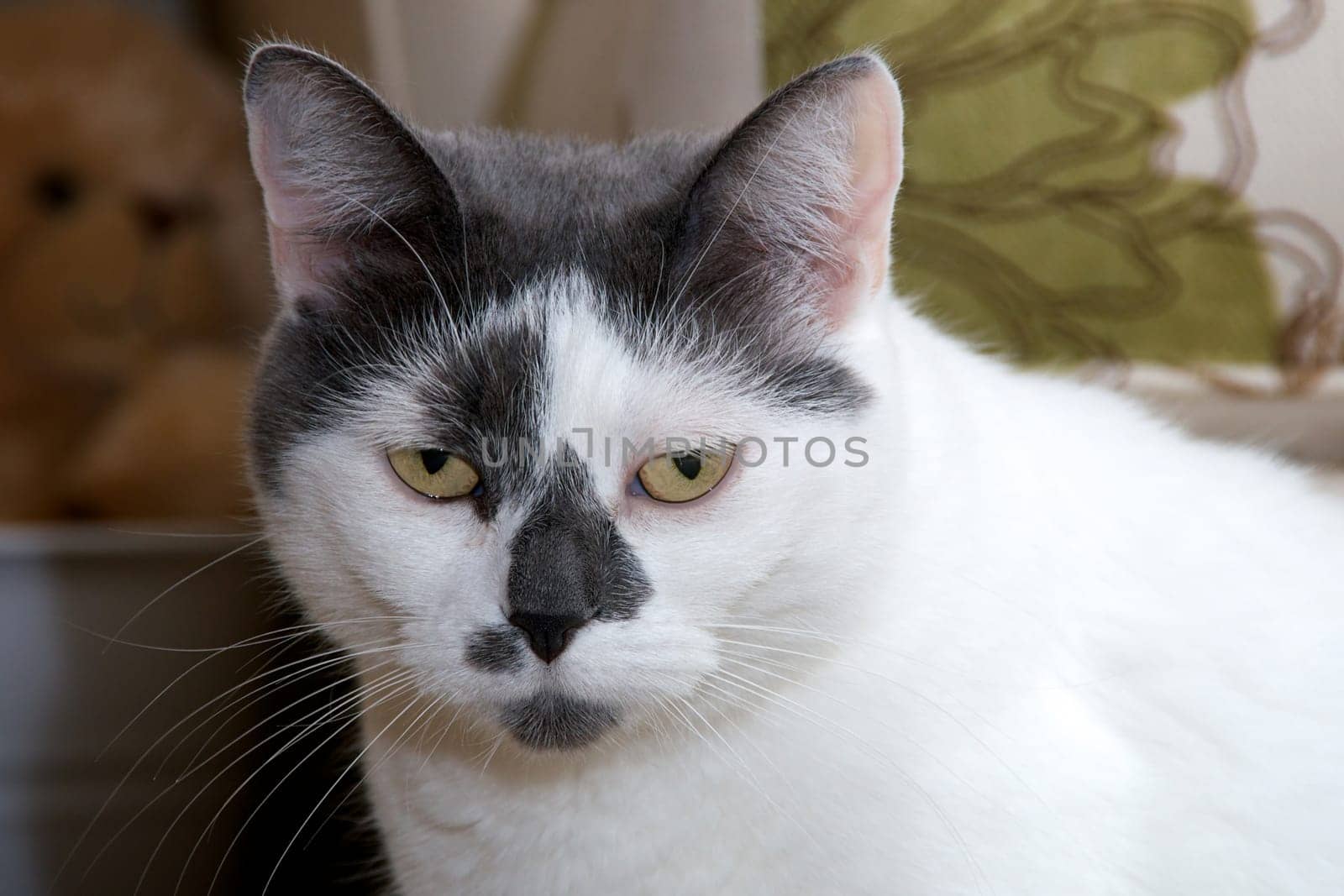 A mostly white cat with black patches looking directly at viewer with sad expression.