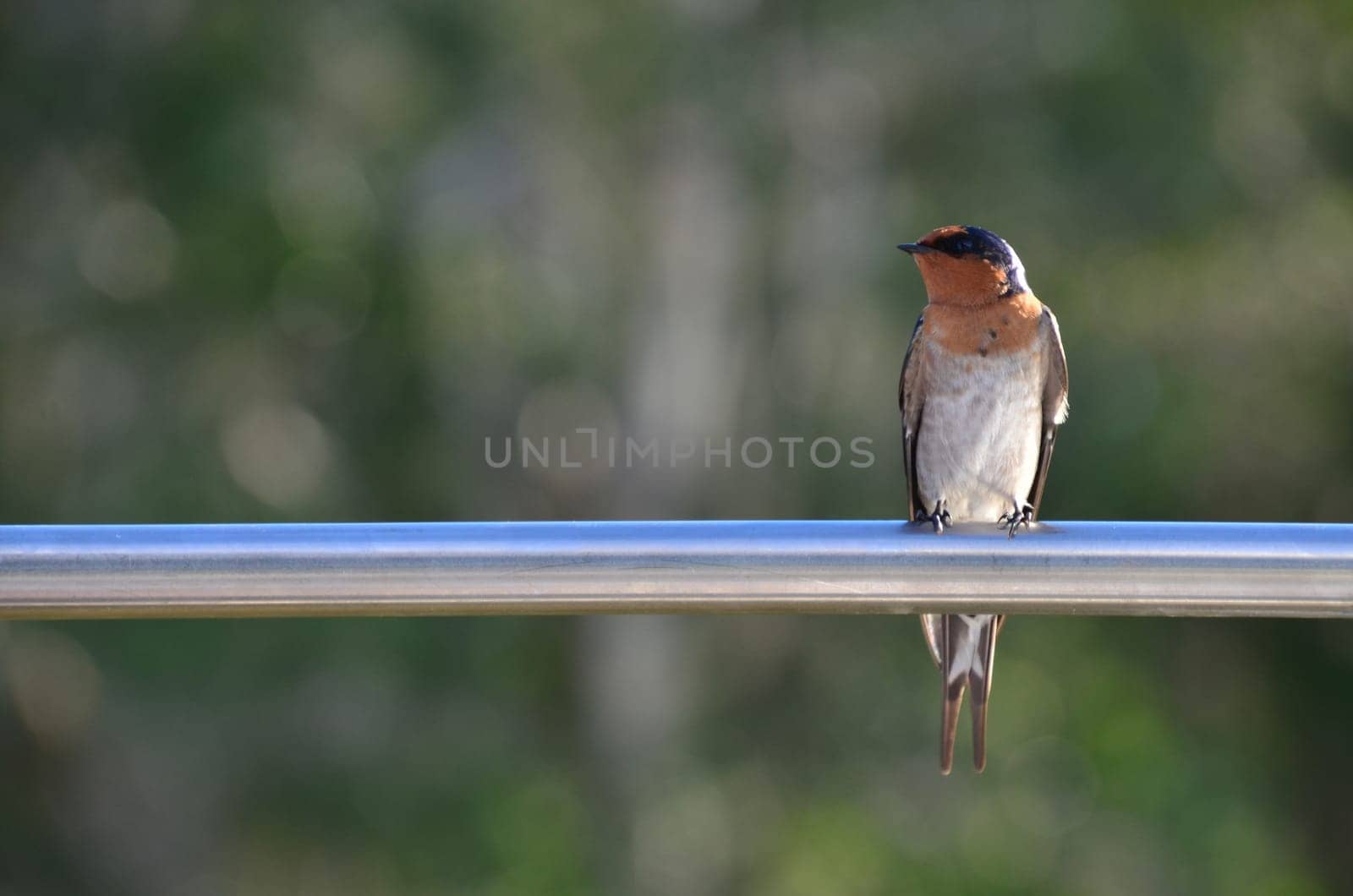 swallow on the pole