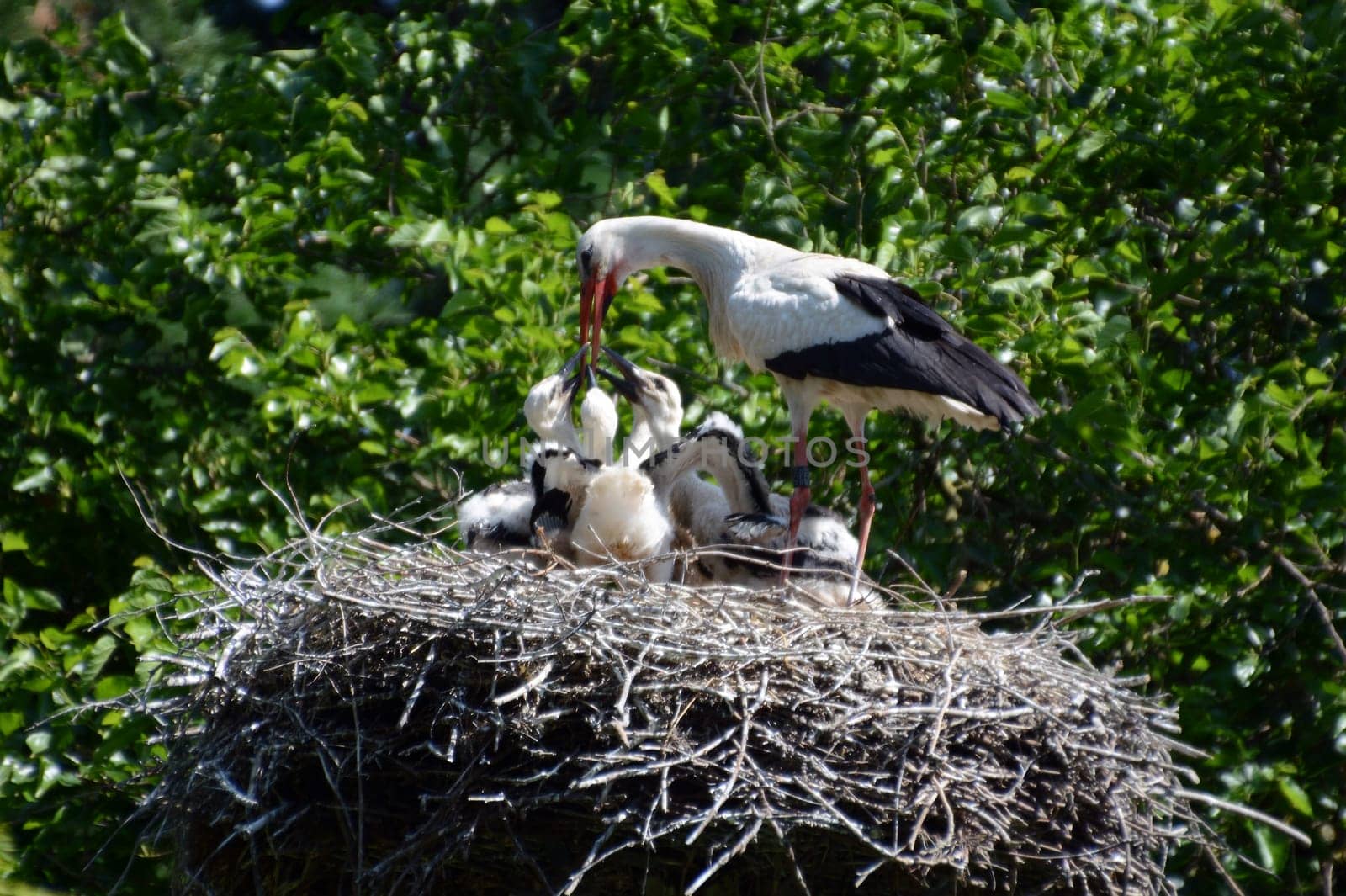 Stork's nest