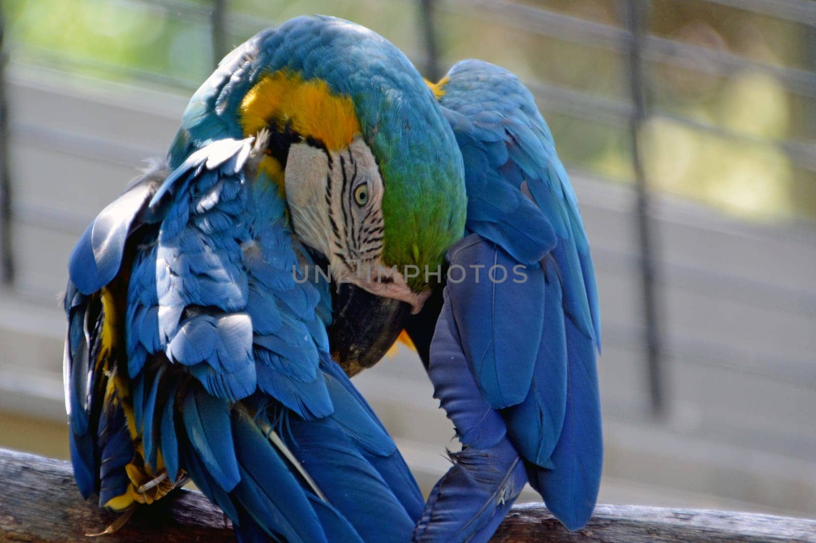 Yellow-breasted macaw
