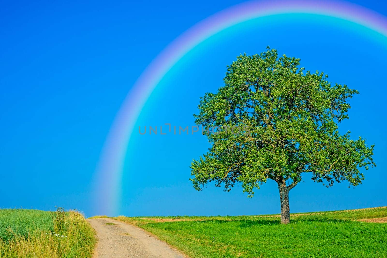Path with fruit tree and rainbow