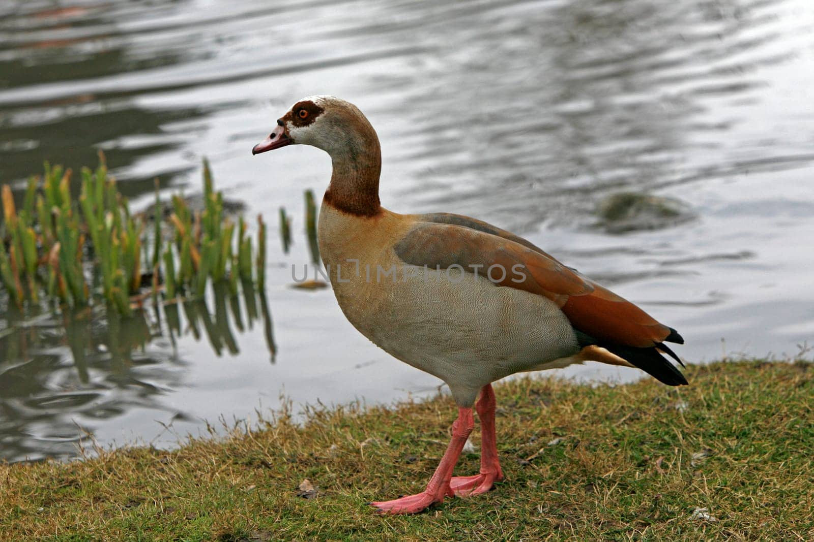 Nilgans