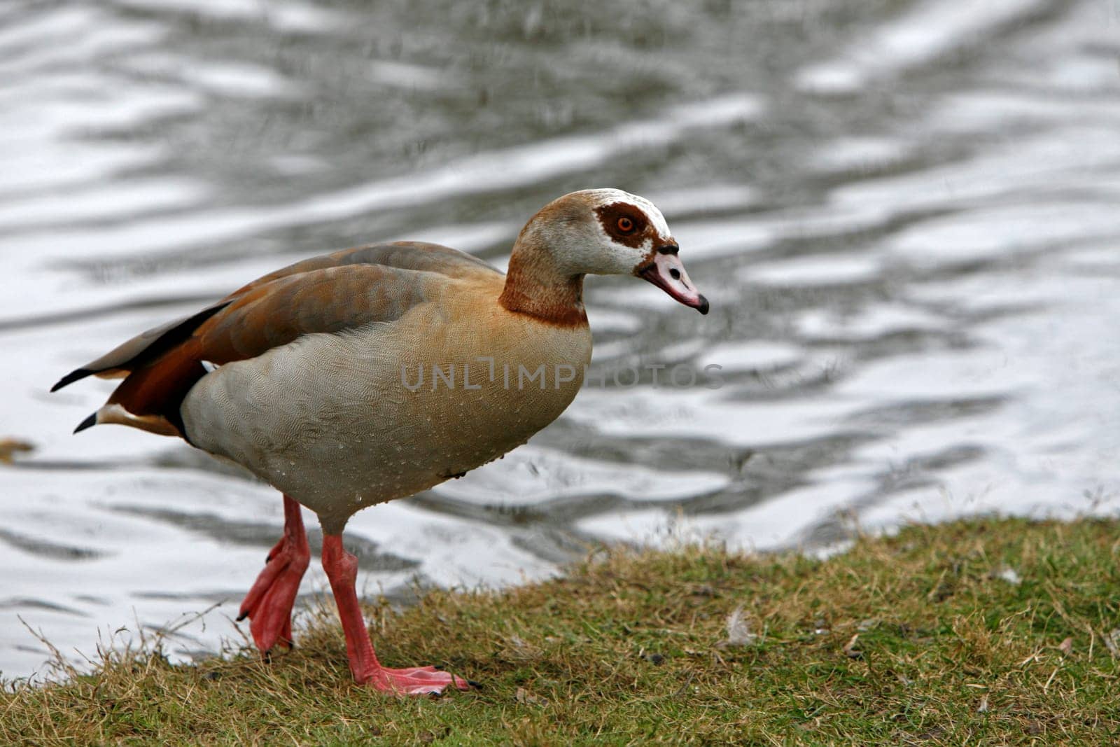 Nilgans