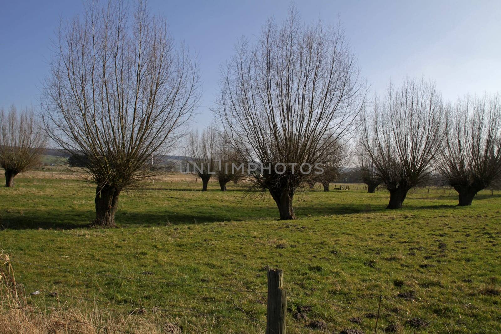 Head pastures on a meadow in snakes (lippe)