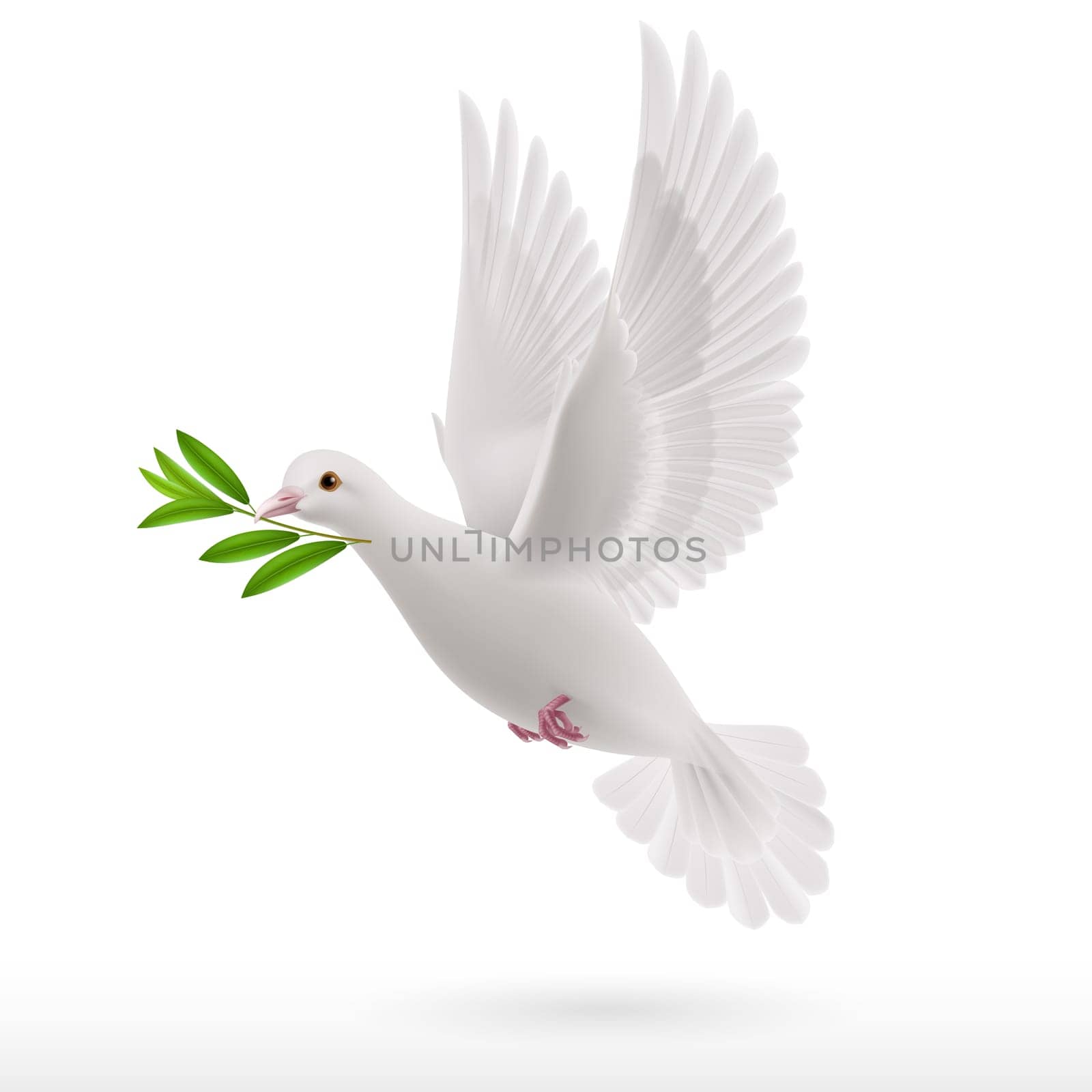 Dove of peace flying with a green twig in  beak on white background