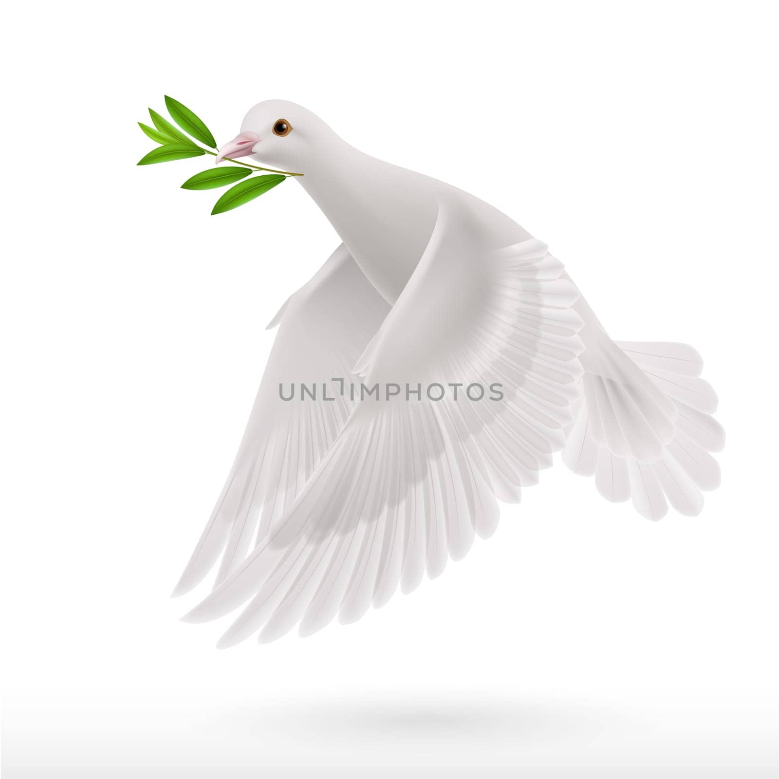 Dove of peace flying with a green twig after flood on white background