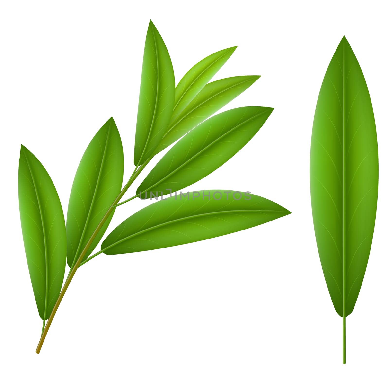 Green twigs olive  and one leaf olive