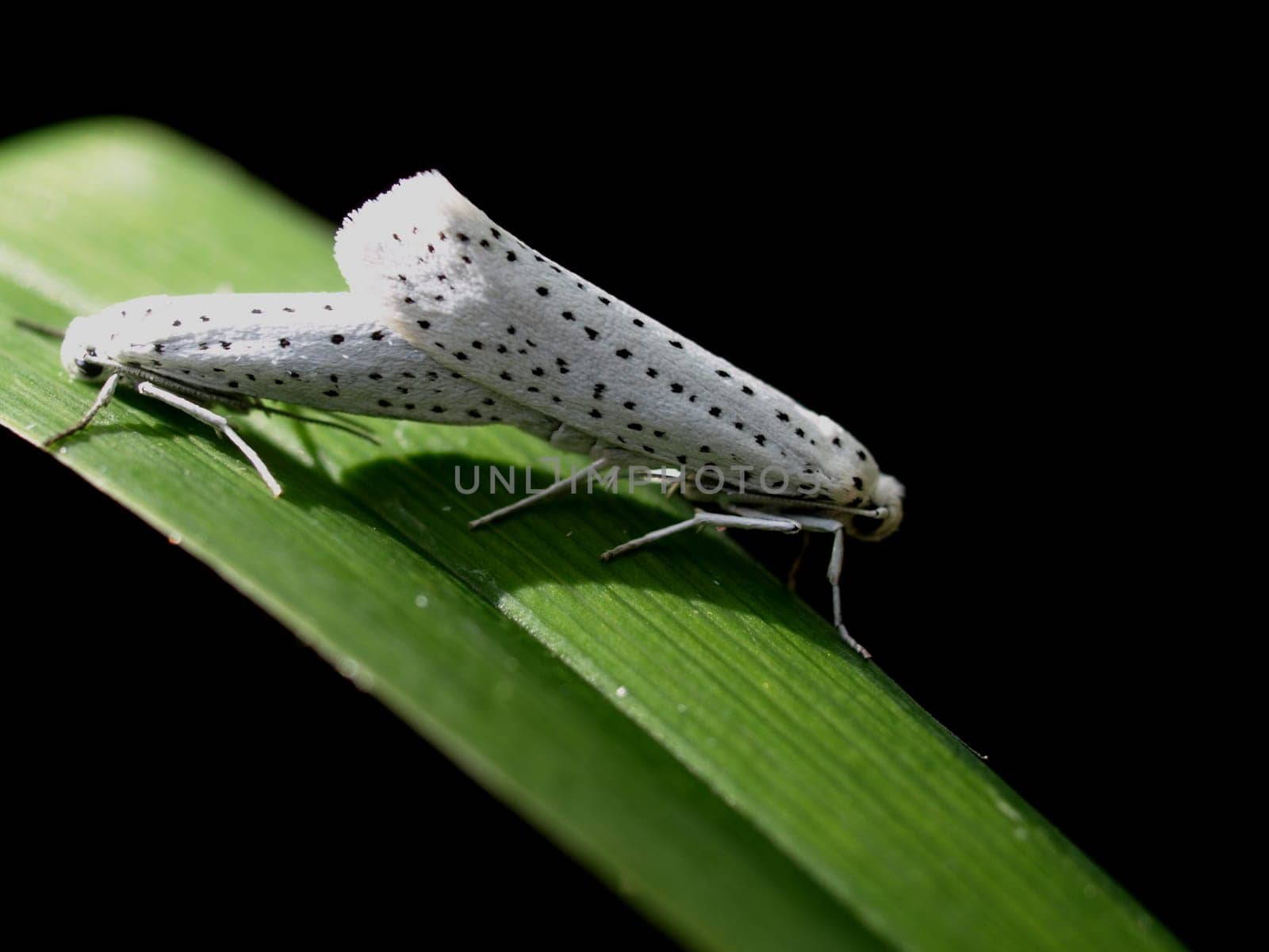 Grape cherry moth - mating