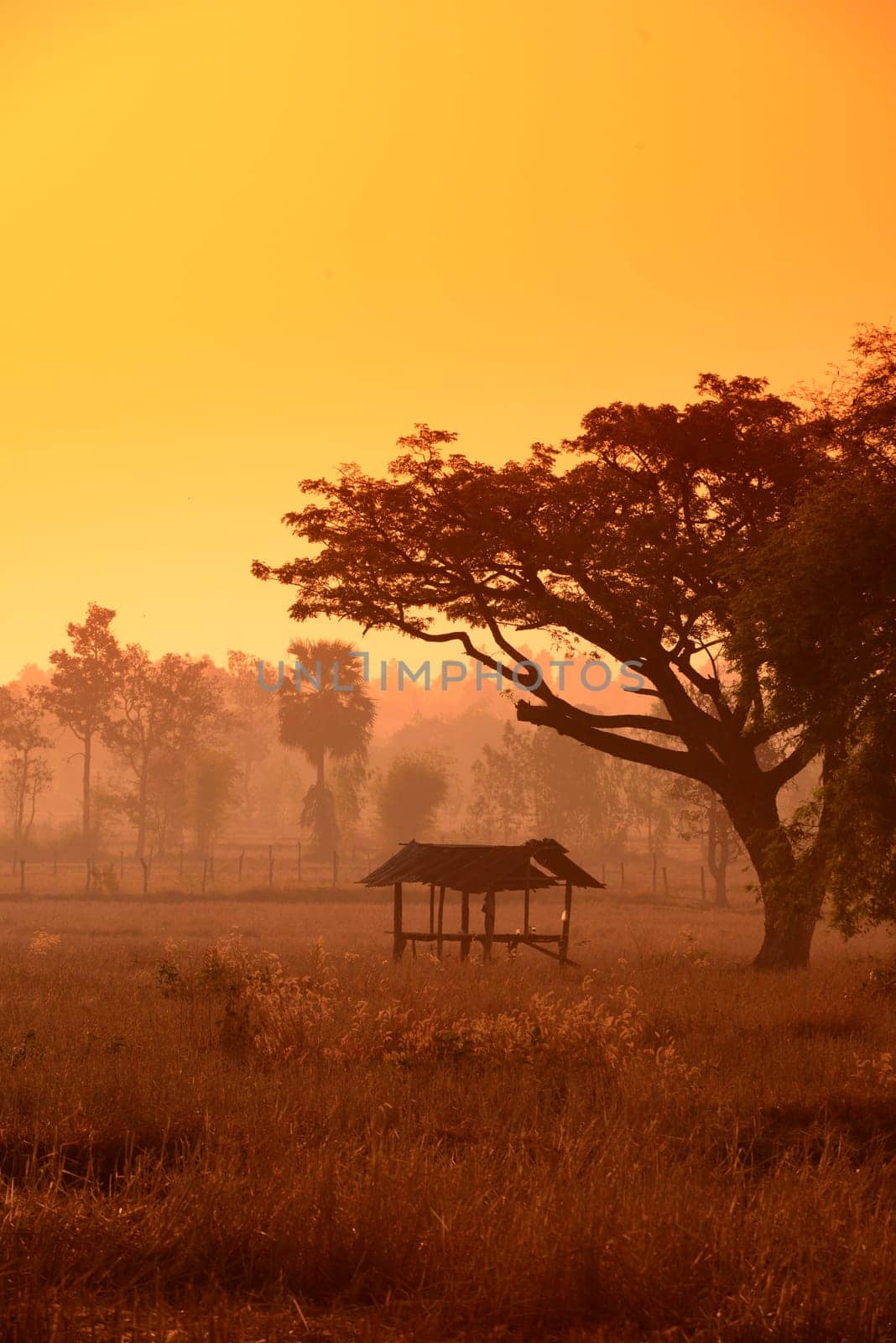 Agriculture with rice fields in winter near Amnat Charoen in the Isan in eastern Thailand