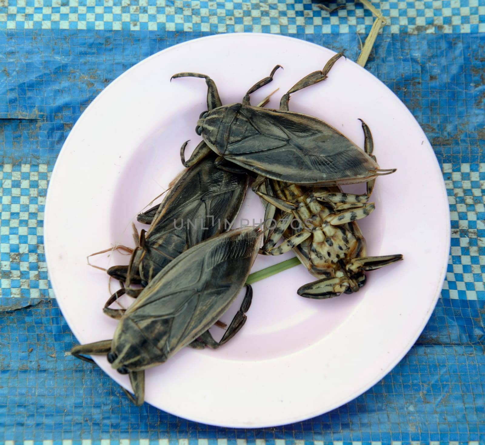 Insects at the market in Amnat Charoen in the Isan in eastern Thailand