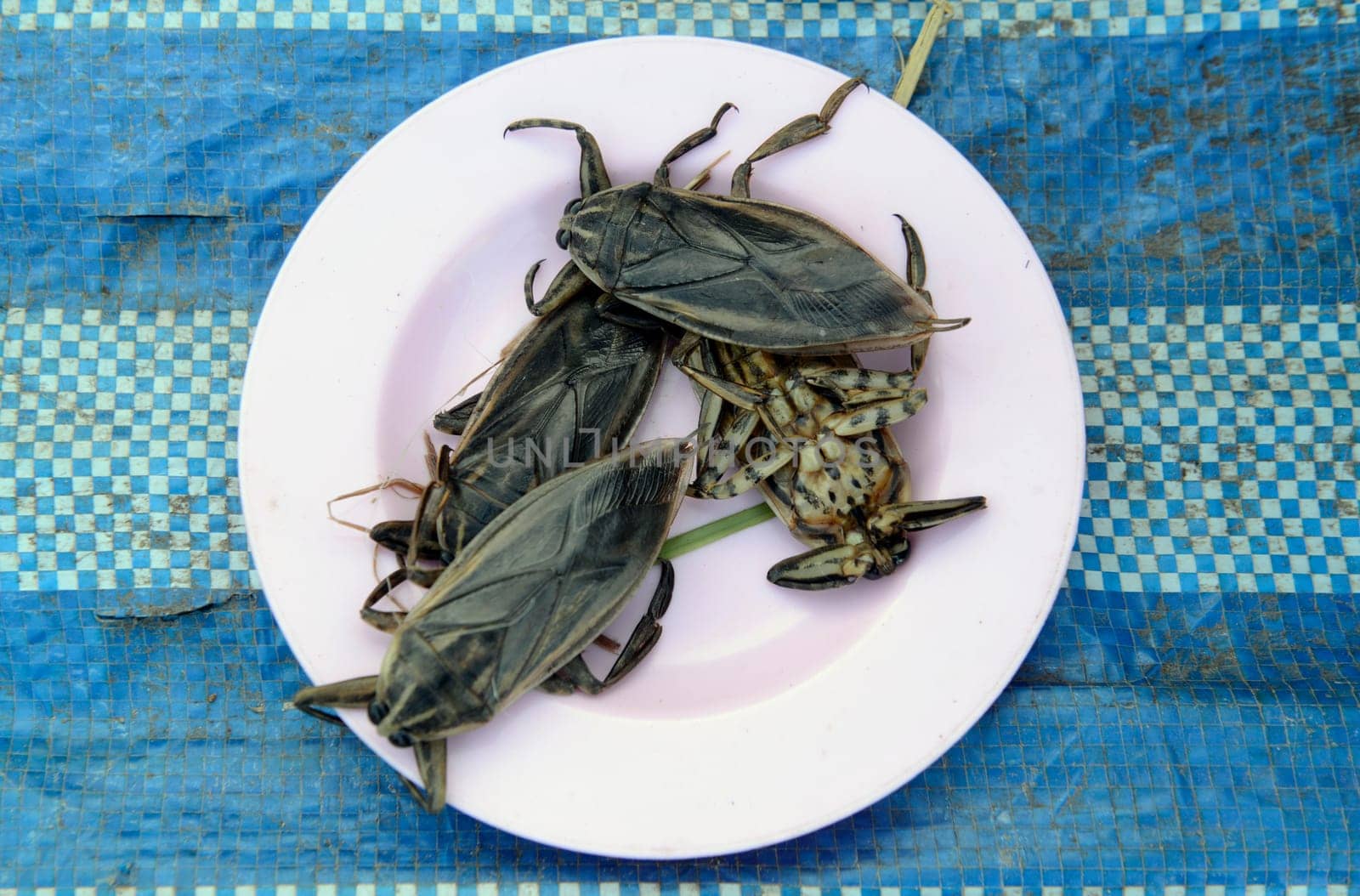 Insects at the market in Amnat Charoen in the Isan in eastern Thailand