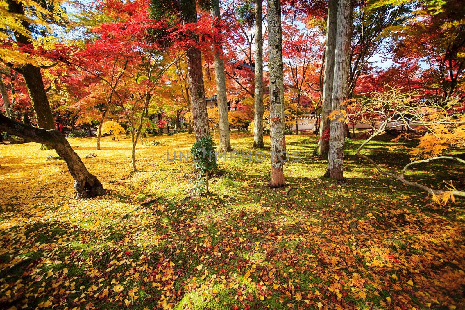 Fall season with nice color, Japan