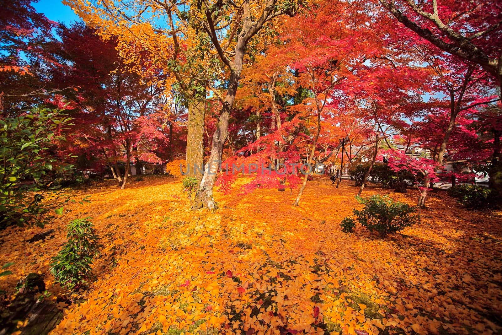 Fall season with nice color, Japan