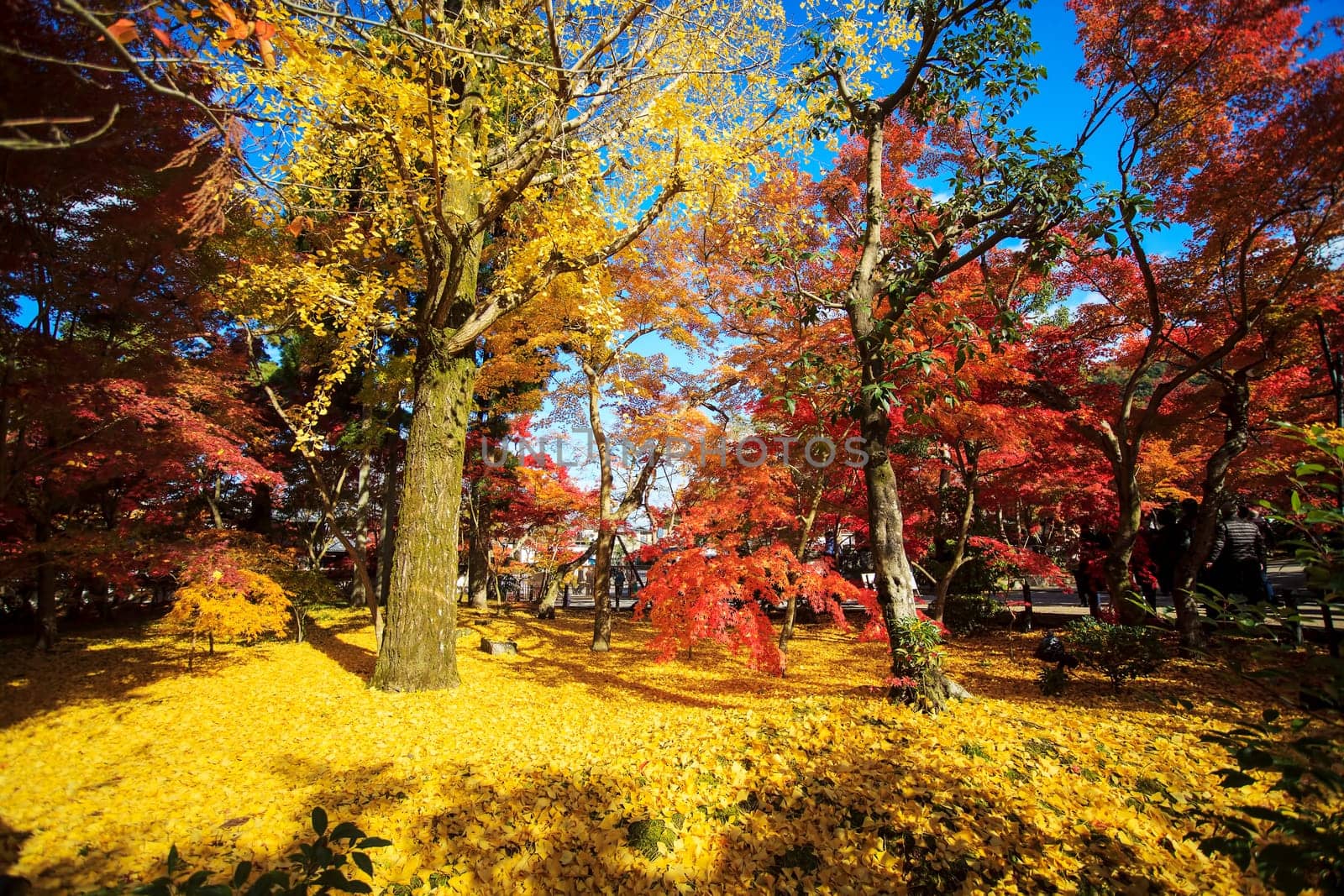 Fall season with nice color, Japan