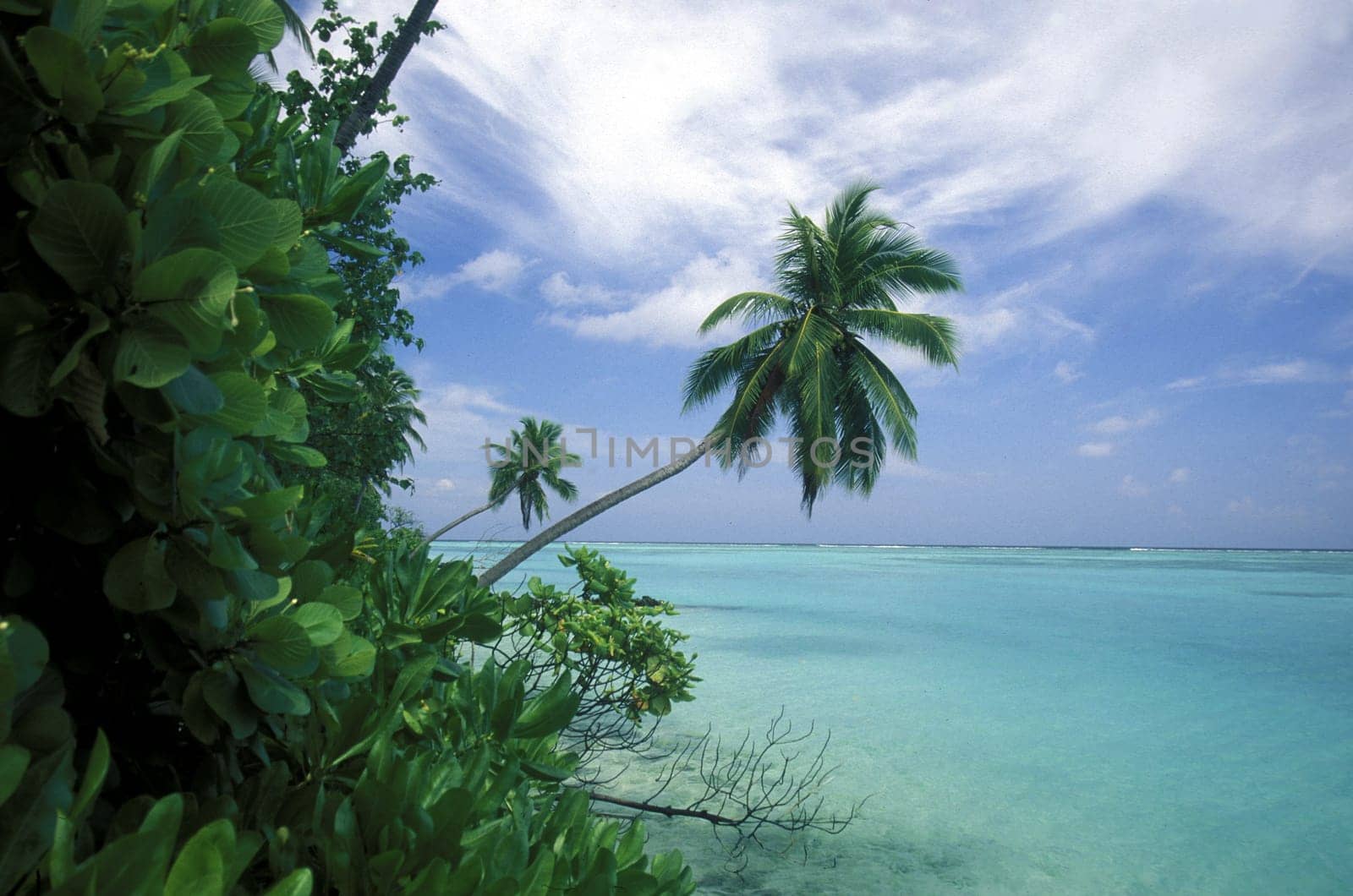 .The dream beach with palm trees and white sand on the island of Velavaru in the Southmale Atoll on the islands of the Maldives in the Indian Ocean.
