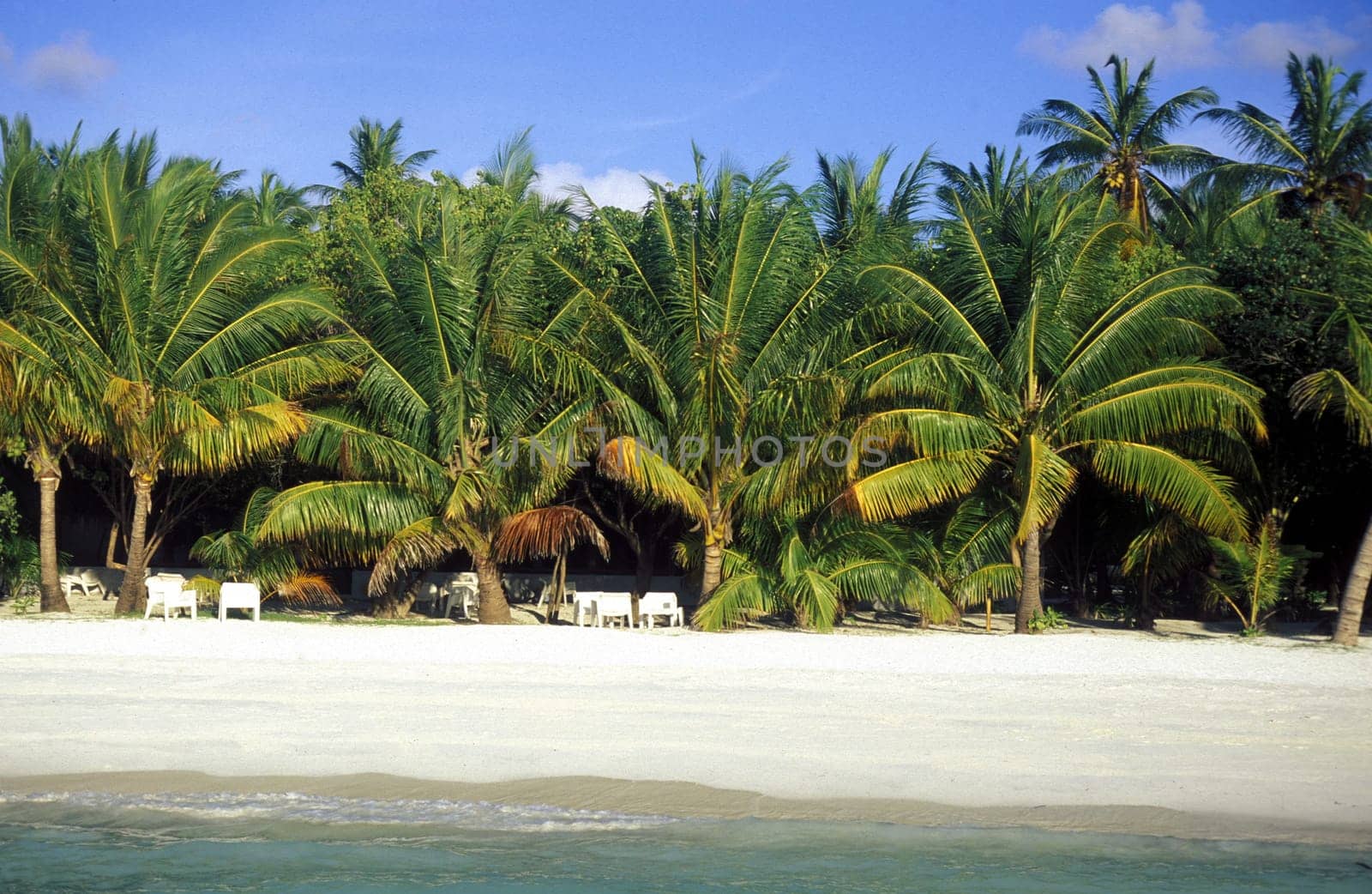 .The dream beach with palm trees and white sand on the island of Velavaru in the Southmale Atoll on the islands of the Maldives in the Indian Ocean.