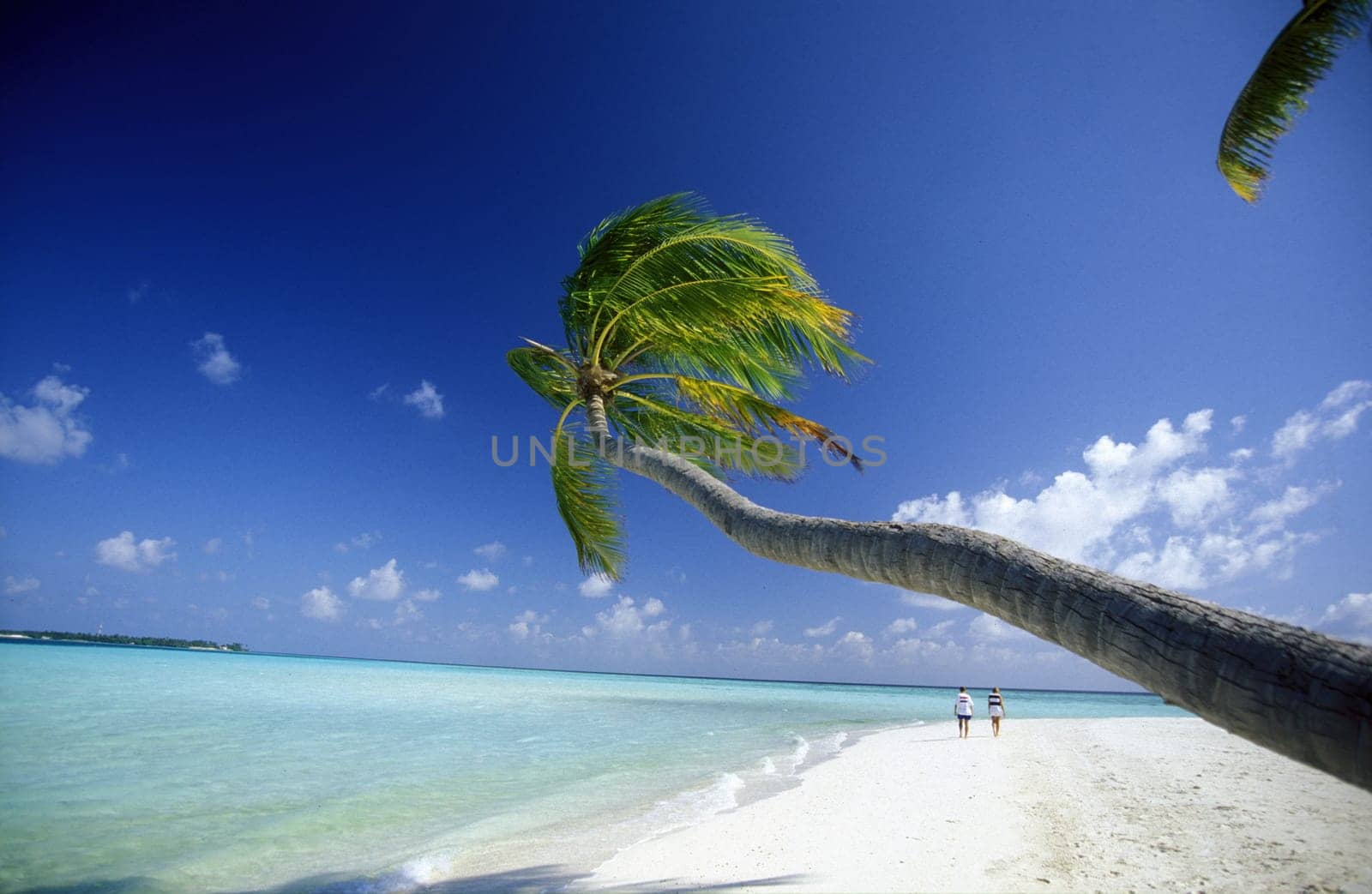 .The dream beach with palm trees and white sand on the island of Velavaru in the Southmale Atoll on the islands of the Maldives in the Indian Ocean.