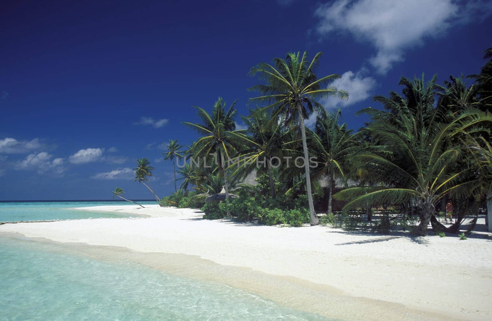 .The dream beach with palm trees and white sand on the island of Velavaru in the Southmale Atoll on the islands of the Maldives in the Indian Ocean.
