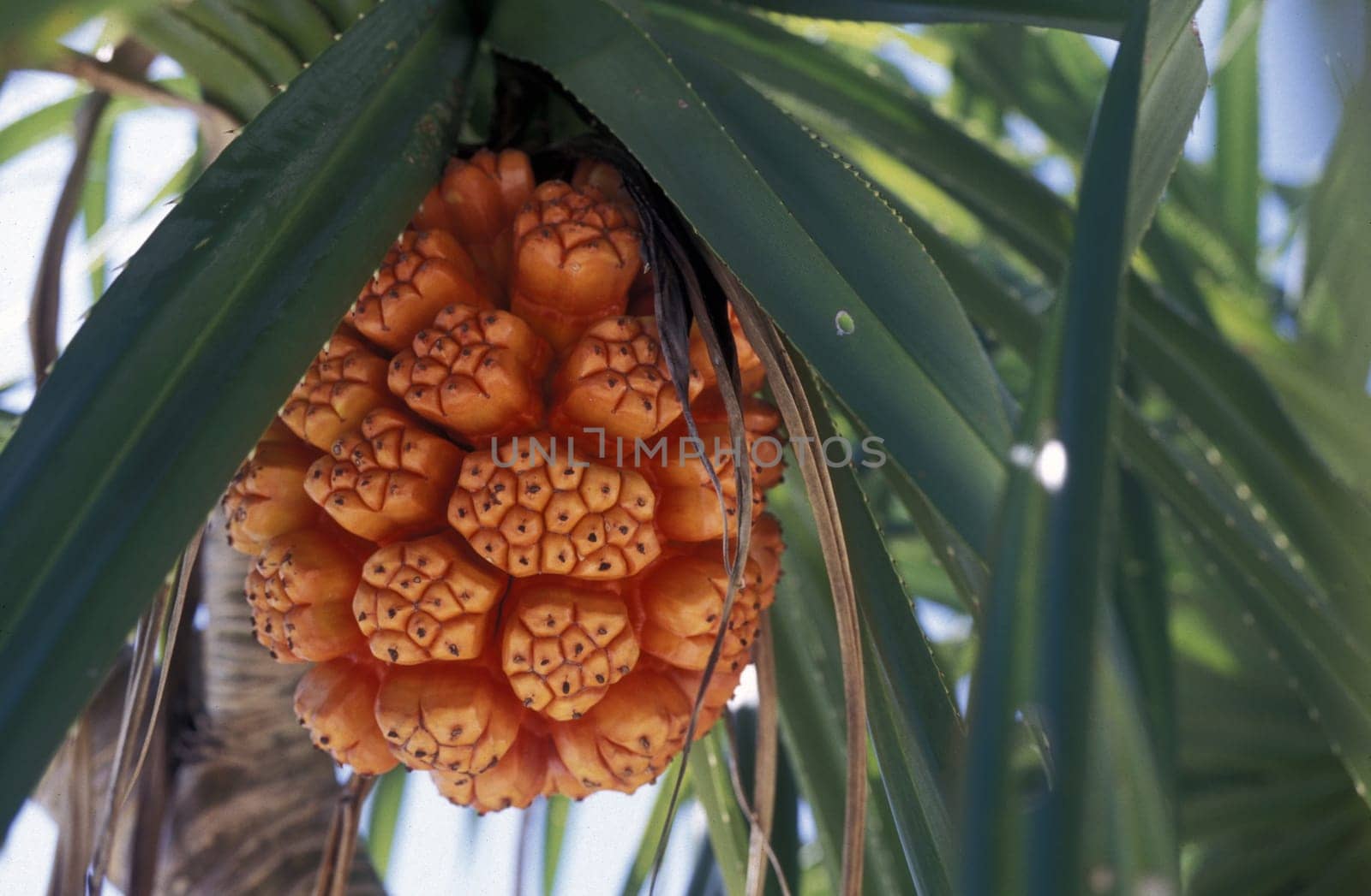 A palm fruit on one of the islands of the Maldives in the Indian Ocean.