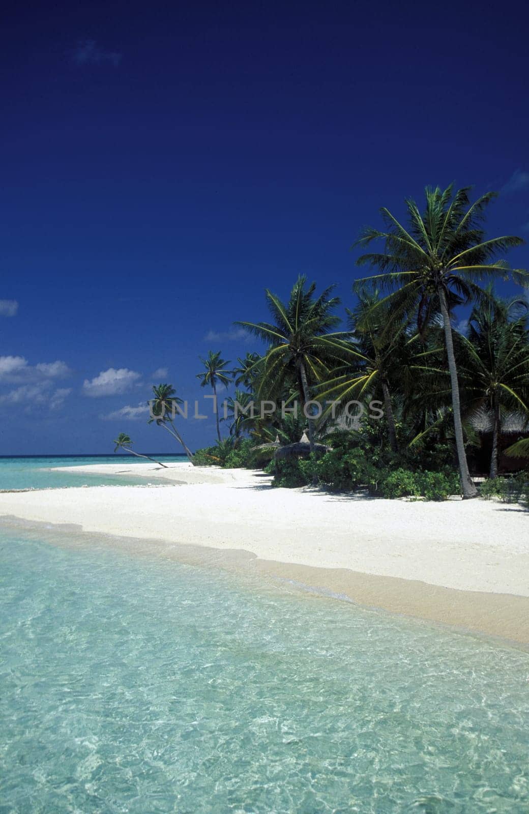 .The dream beach with palm trees and white sand on the island of Velavaru in the Southmale Atoll on the islands of the Maldives in the Indian Ocean.