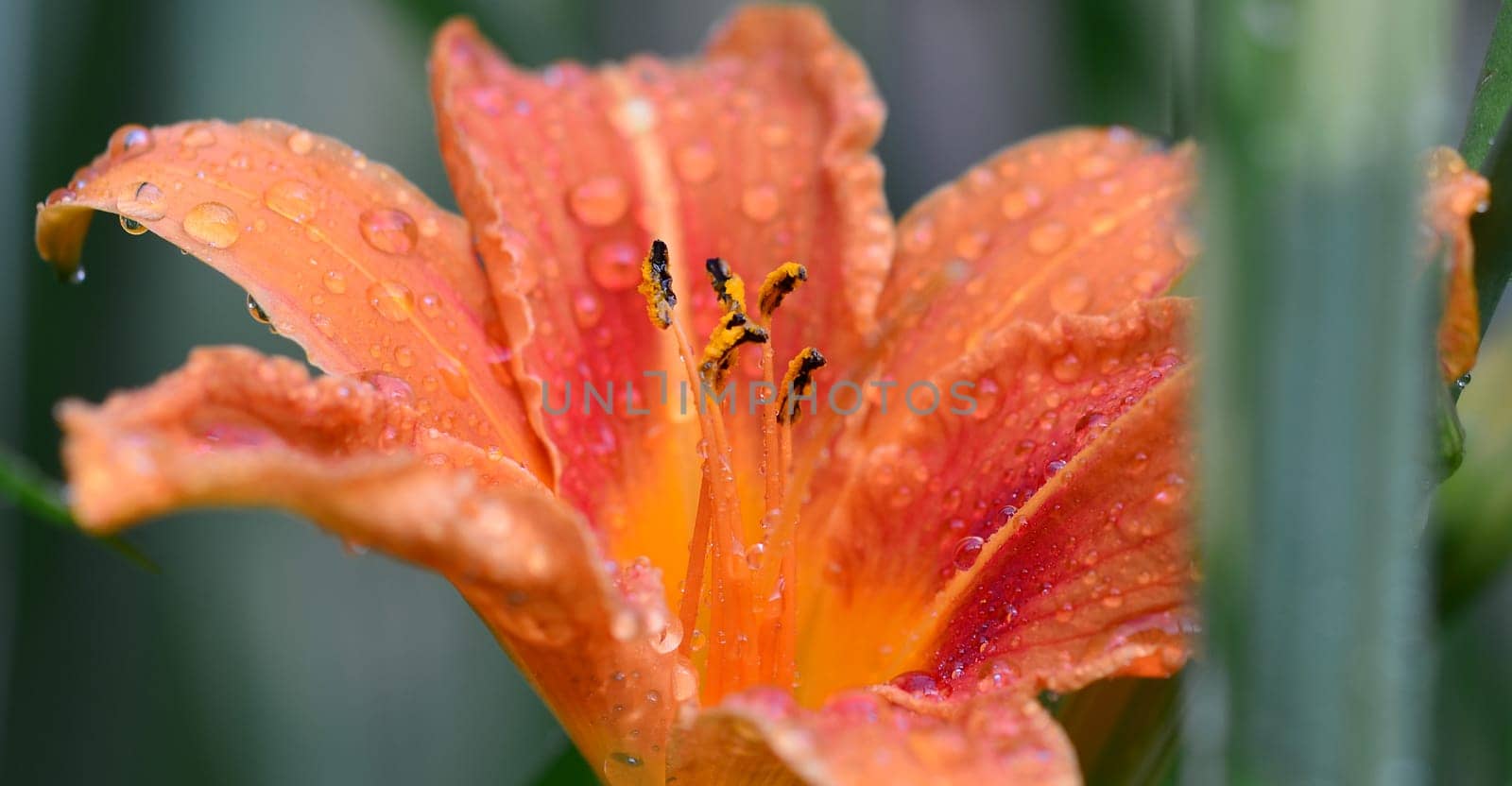 Lily blossom with water drops