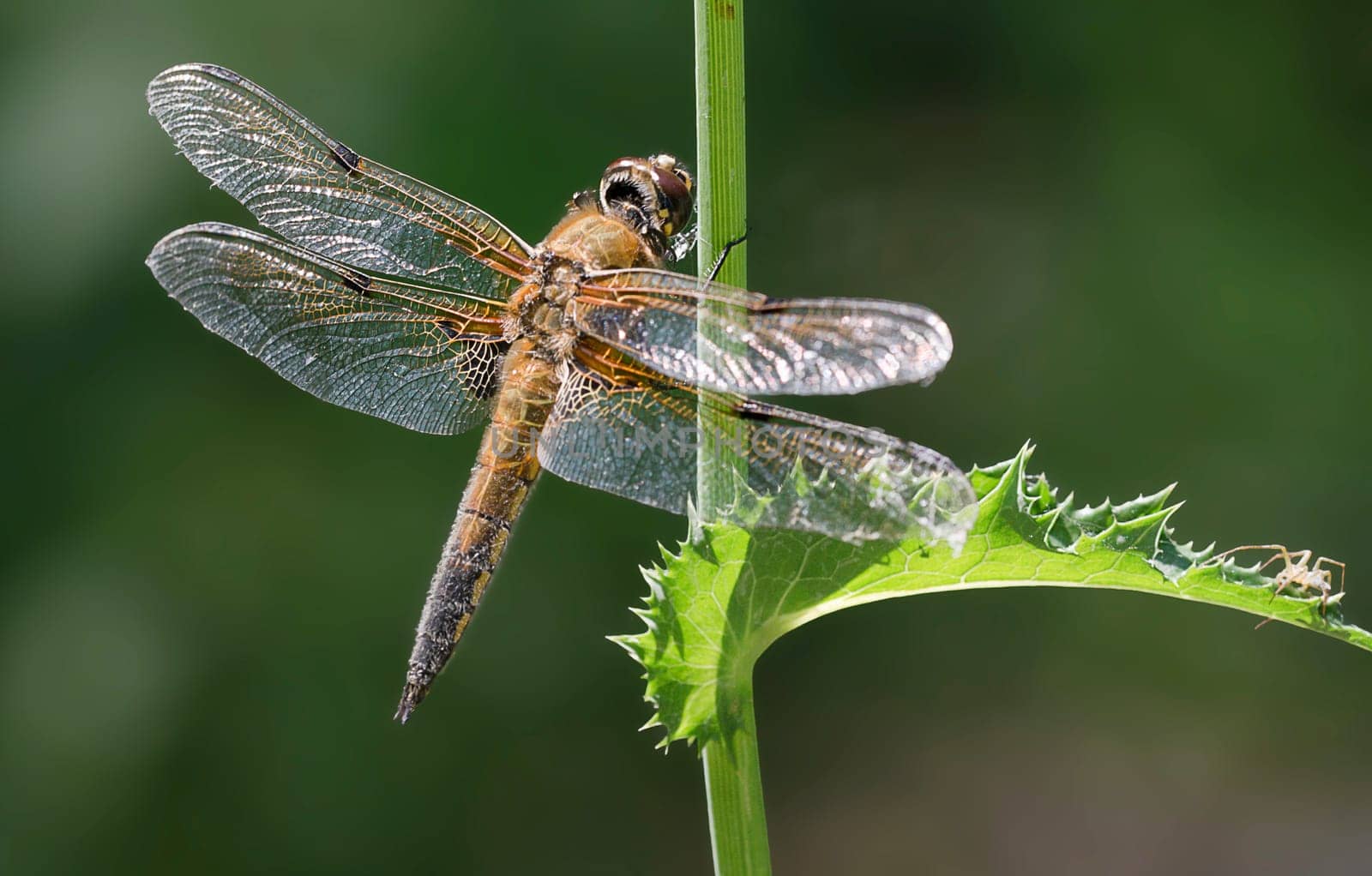 libellula quadrimaculata