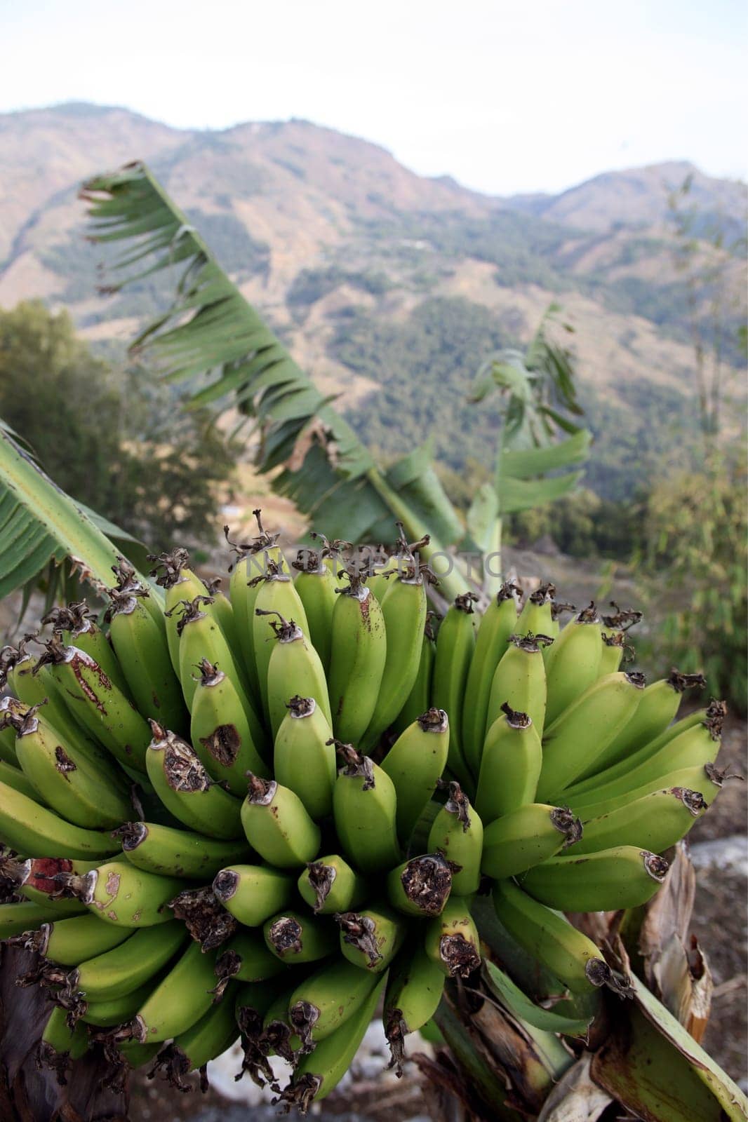 Bananas in the countryside near the mountain village of Maubisse south of Dili in East Timor on the two separate island of Timor in Asia.