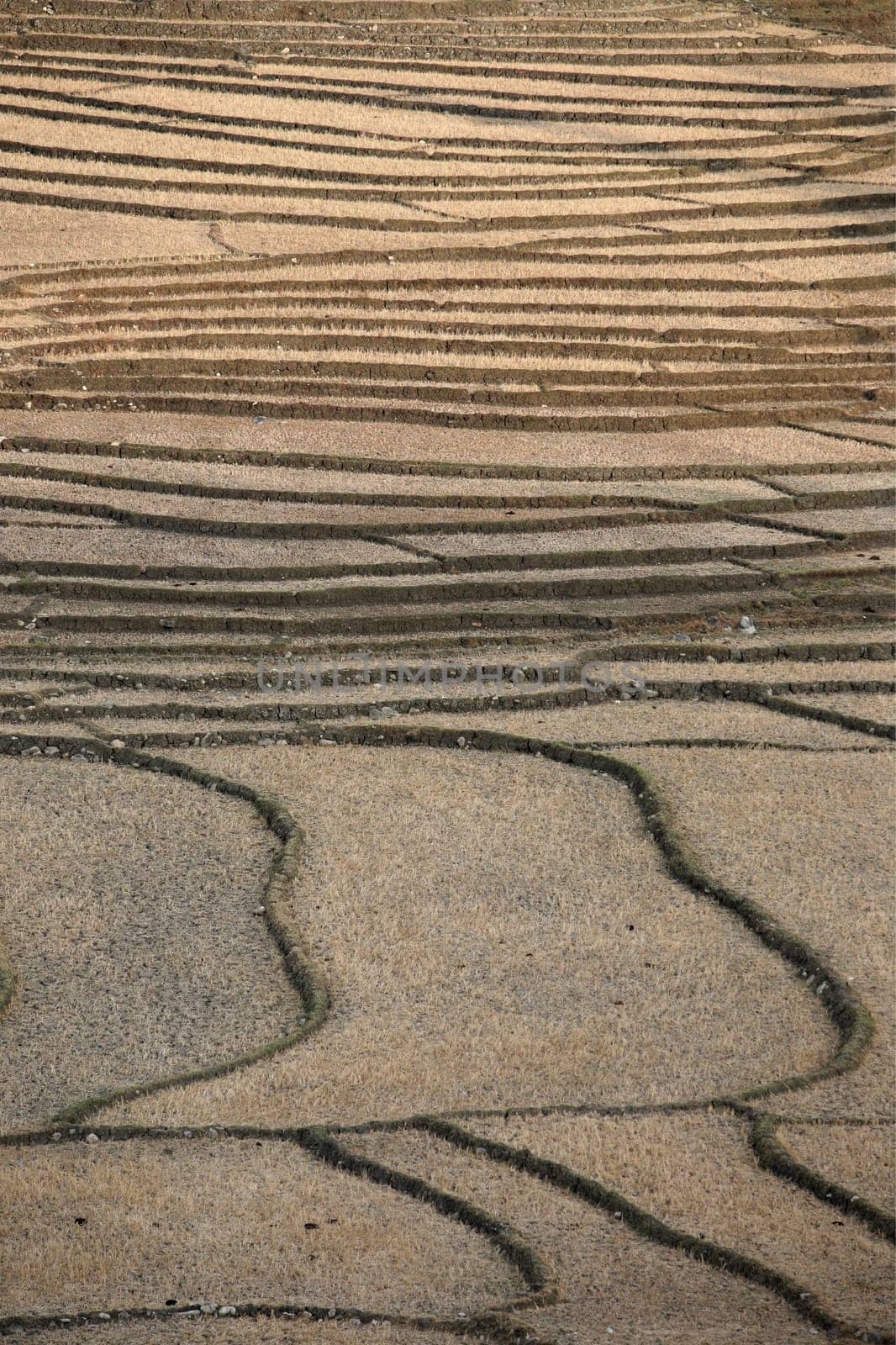 Dry rice fields near Loihuno in Zental East Timor on the two separate island of Timor in Asia.