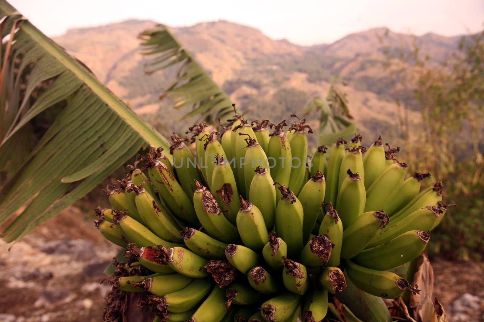 Bananas in the countryside near the mountain village of Maubisse south of Dili in East Timor on the two separate island of Timor in Asia.