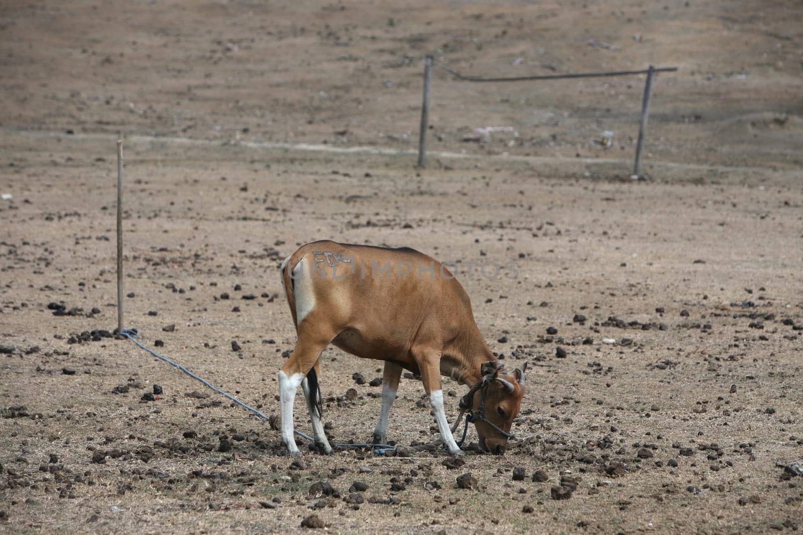 A cow on a football field near Viqueque in central East Timor on the two separate island of Timor in Asia.