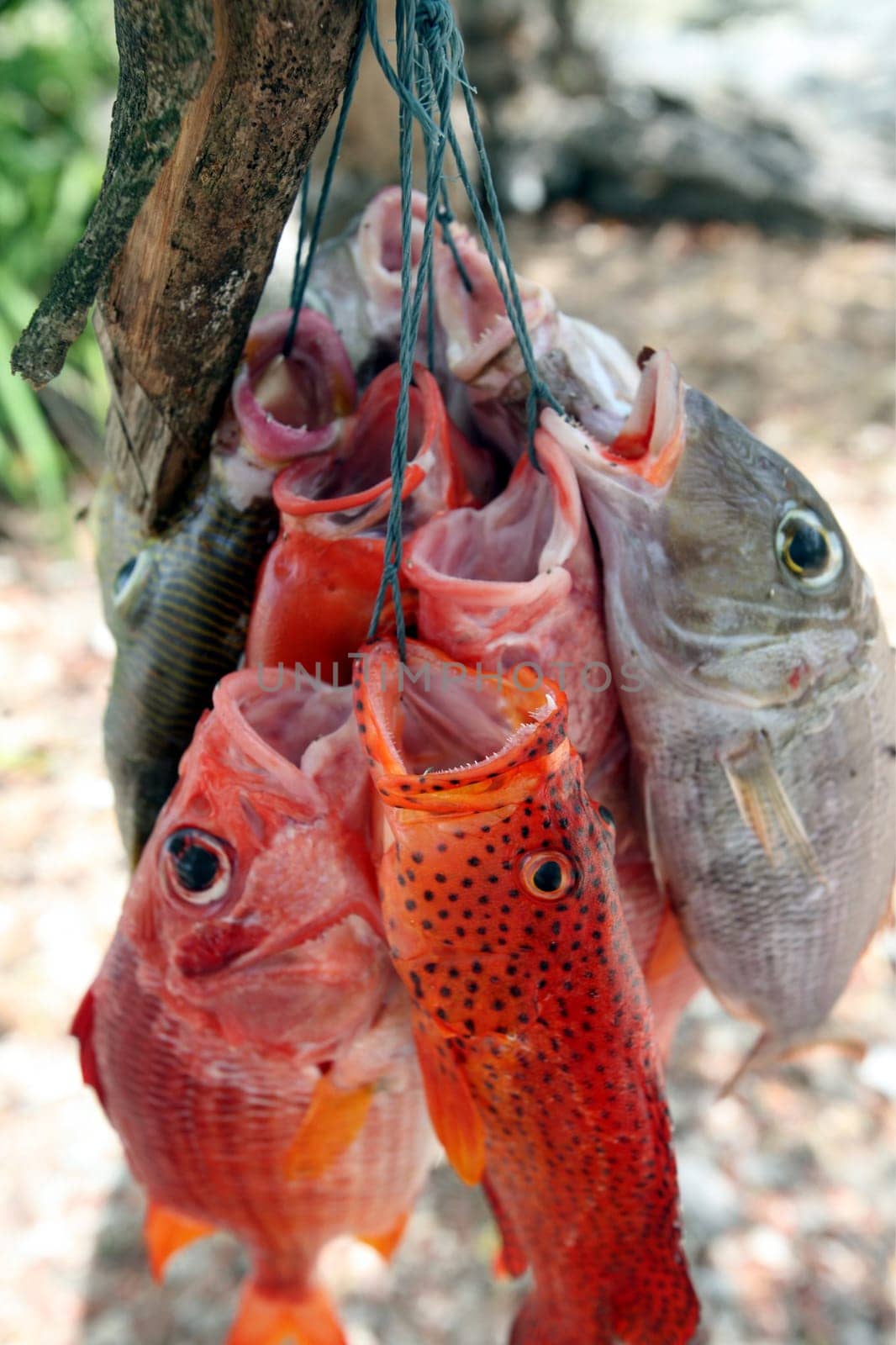 Fische am Strand von Tutuala idem oestlichsten Punkt an der Timorsee in Ost Timor auf der in zwei getrennten Insel Timor in Asien.