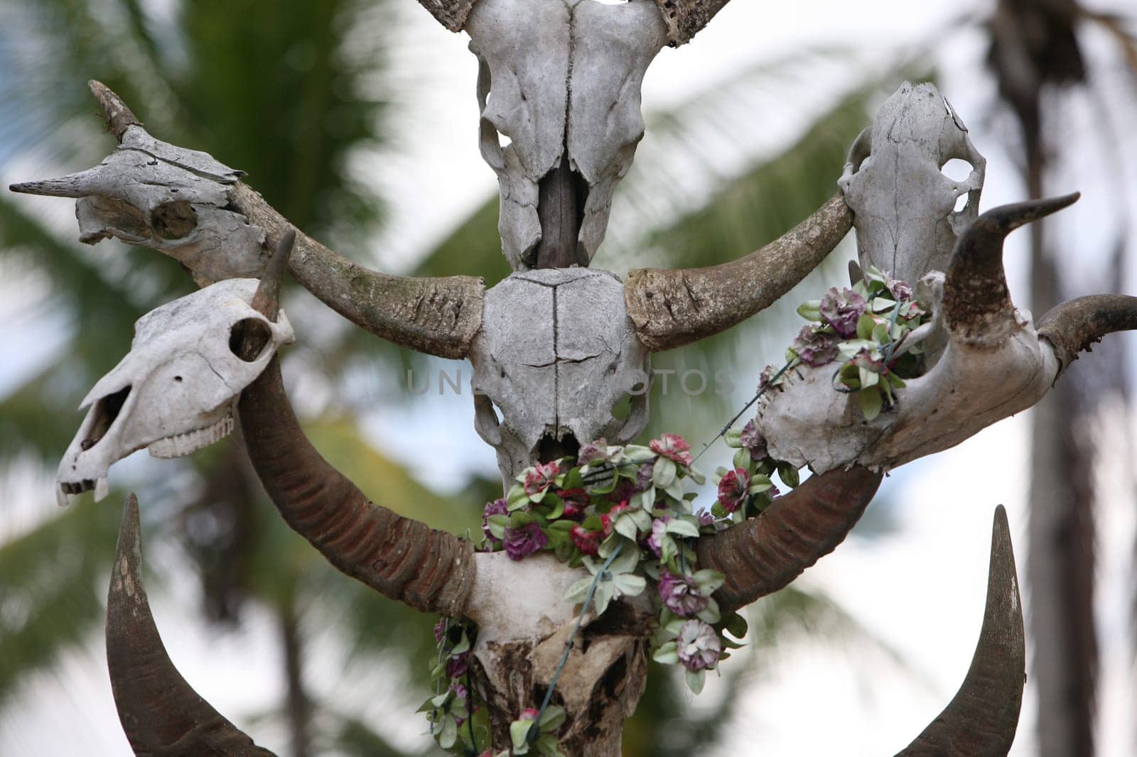 A traditional Friefhof near Roca in eastern East Timor on the two separate island of Timor in Asia.
