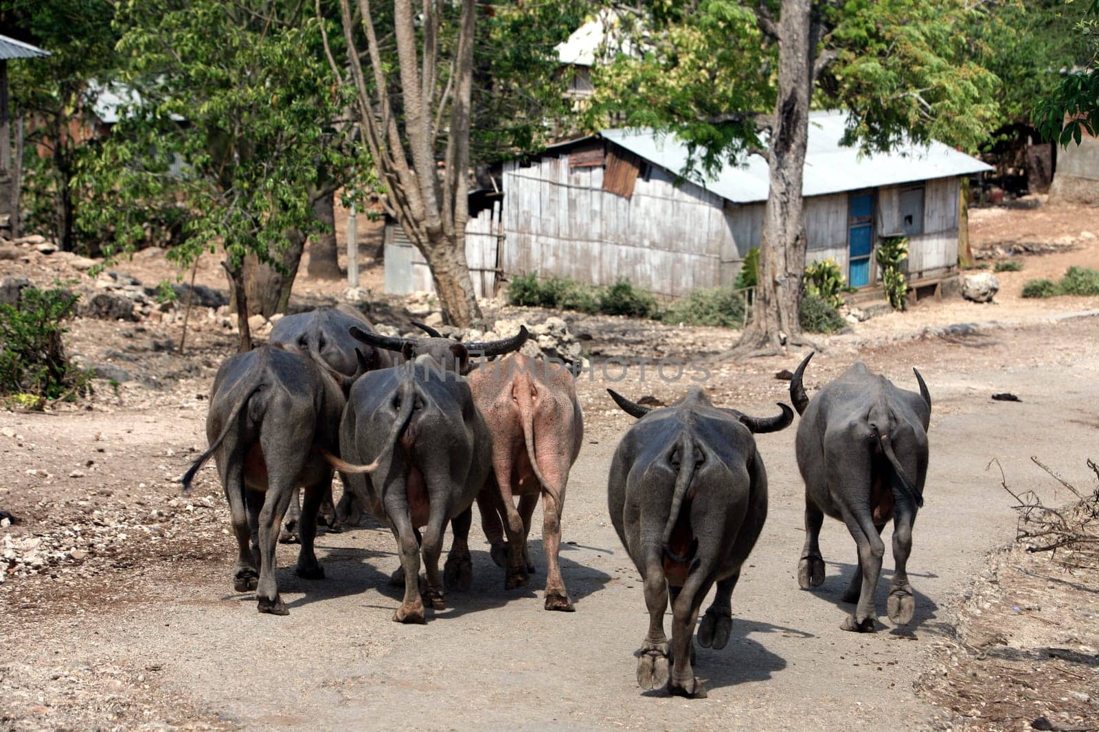Bueffel on the main road at Com on the north coast of East Timor on the two separate island of Timor in Asia.