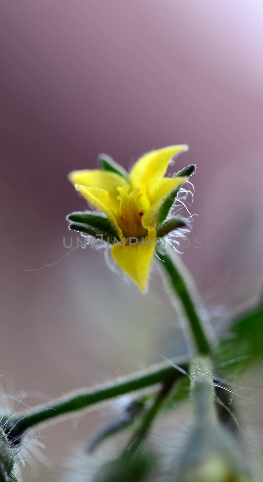 Cherry tomato blossom presents itself