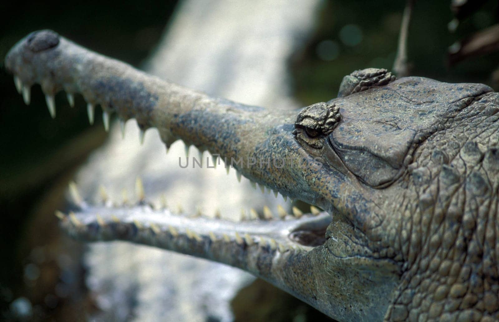 A crocodile at a Singapore zoo in South East Asia.