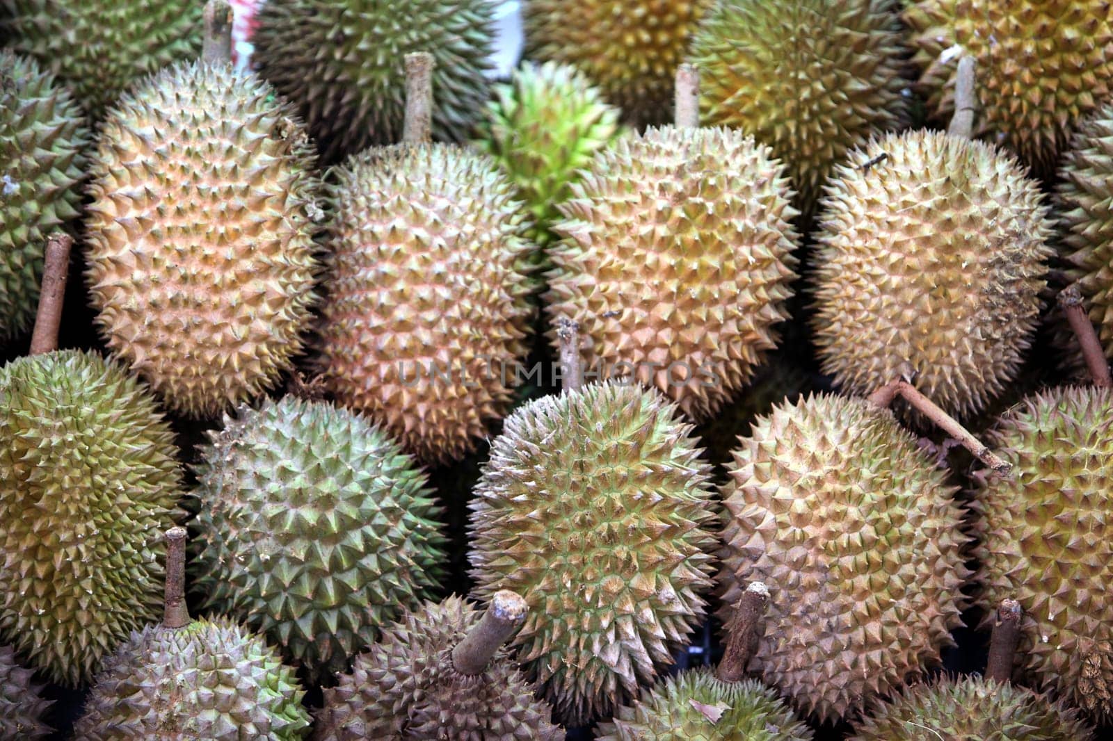 Durian Fruechte in Chinatown and Old Town of Singapore in the island state of Singapore in Asia.