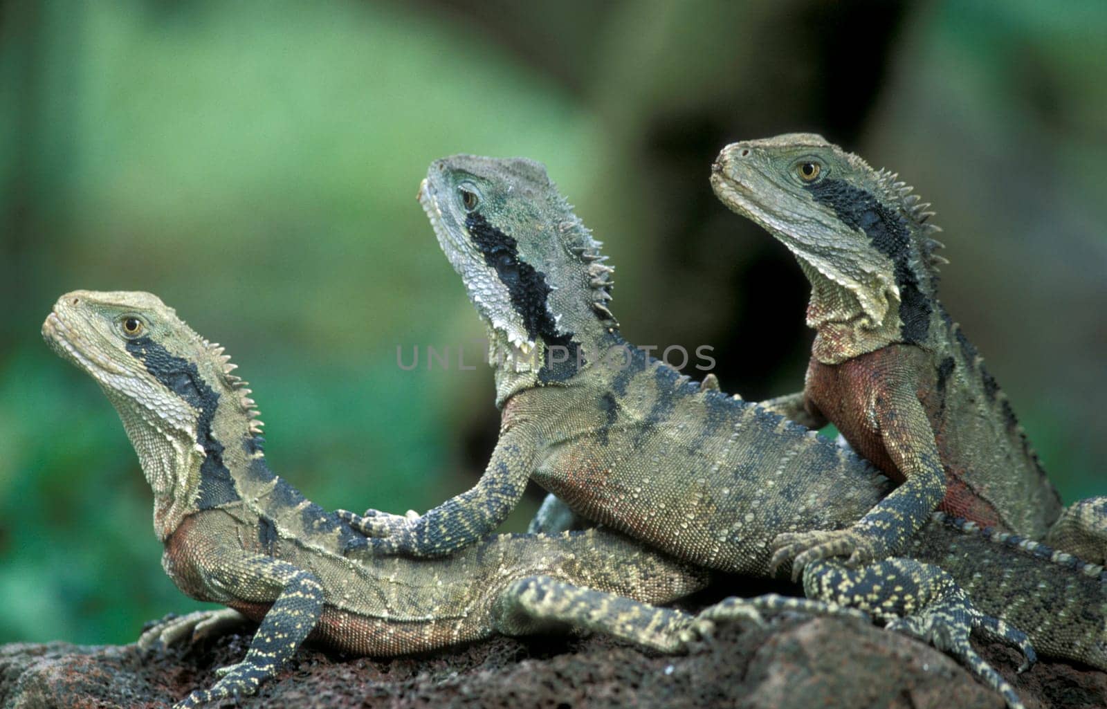 Gruene dragon lizards in an animal park of Singapore in South East Asia.