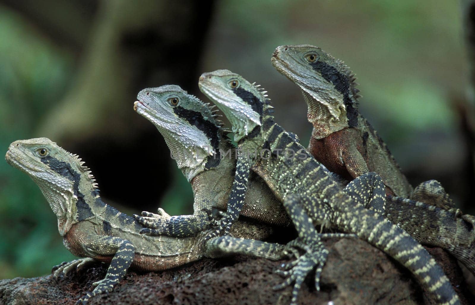 Gruene dragon lizards in an animal park of Singapore in South East Asia.