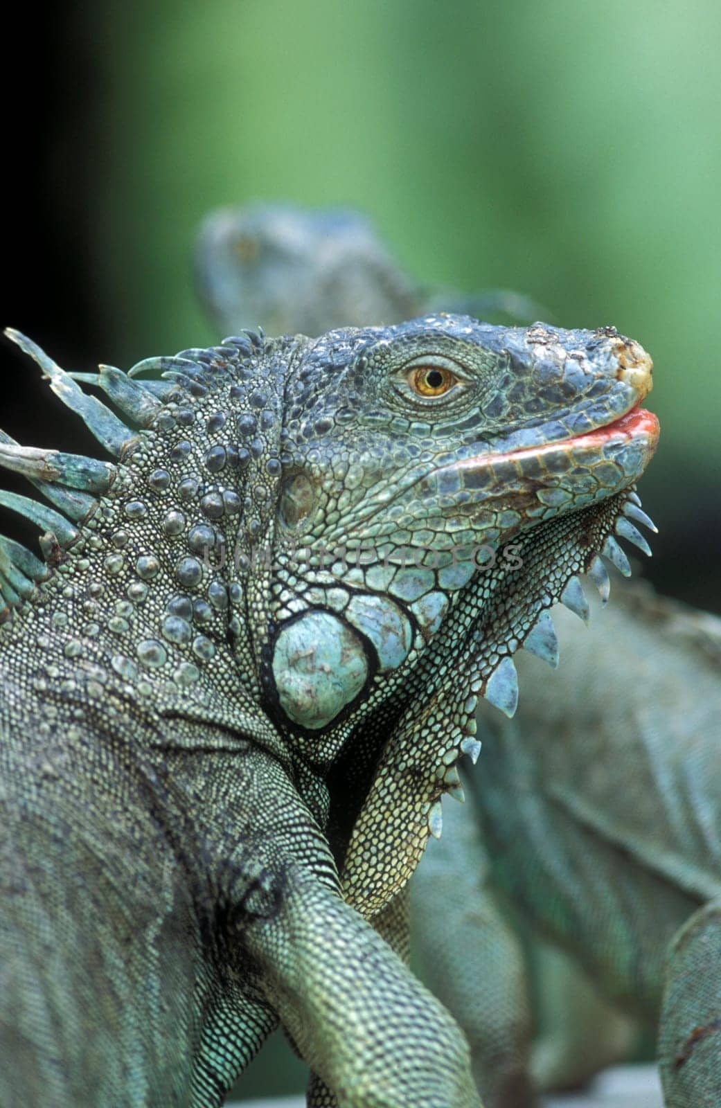 Gruene dragon lizards in an animal park of Singapore in South East Asia.