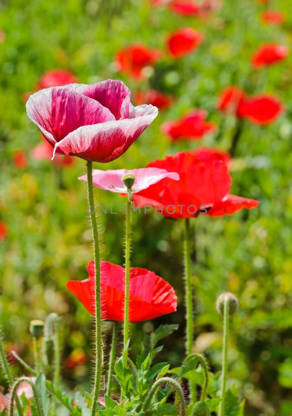 Opium poppy flower in field