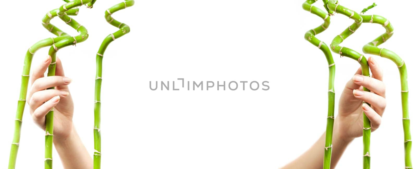 Isolated on white frame for text with two hands holding bamboos