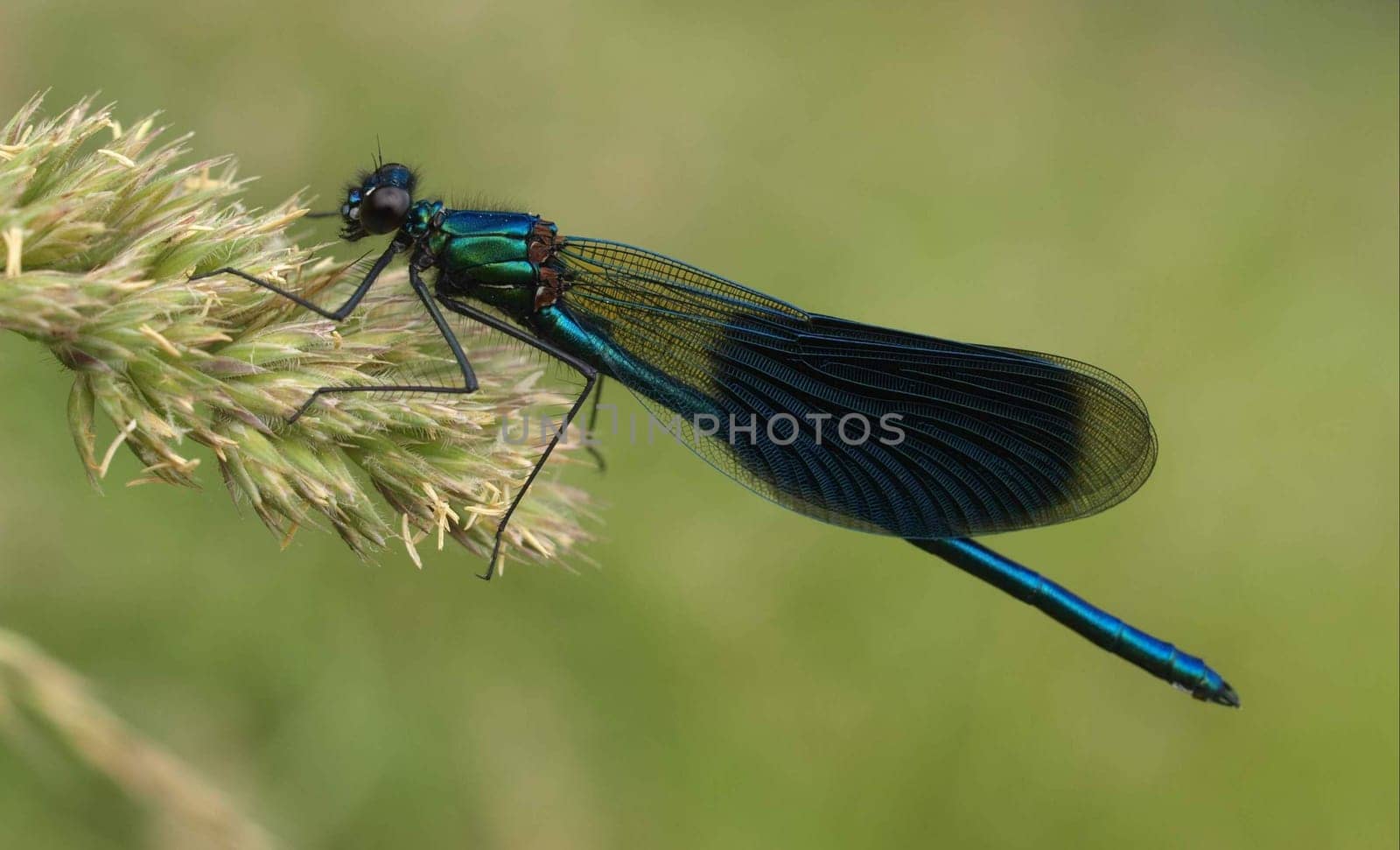 banded magnificent dragonfly - males