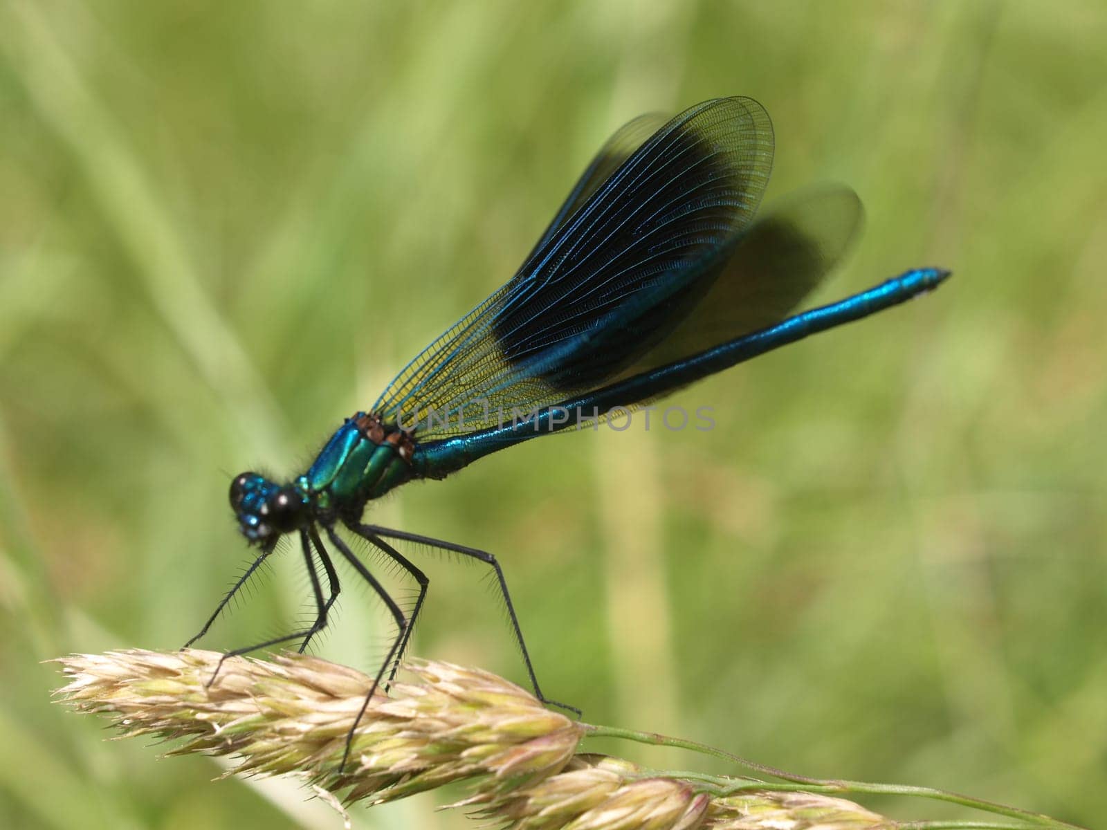 banded magnificent dragonfly - males