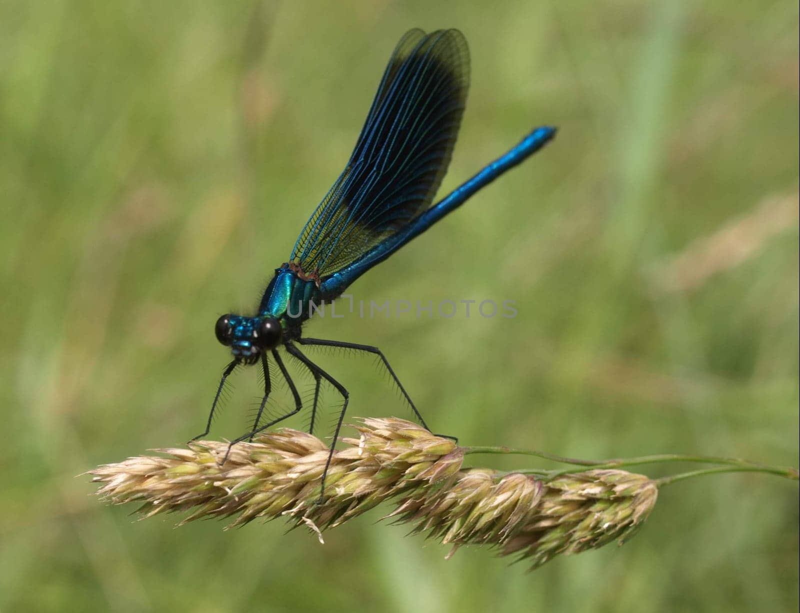 banded magnificent dragonfly - males