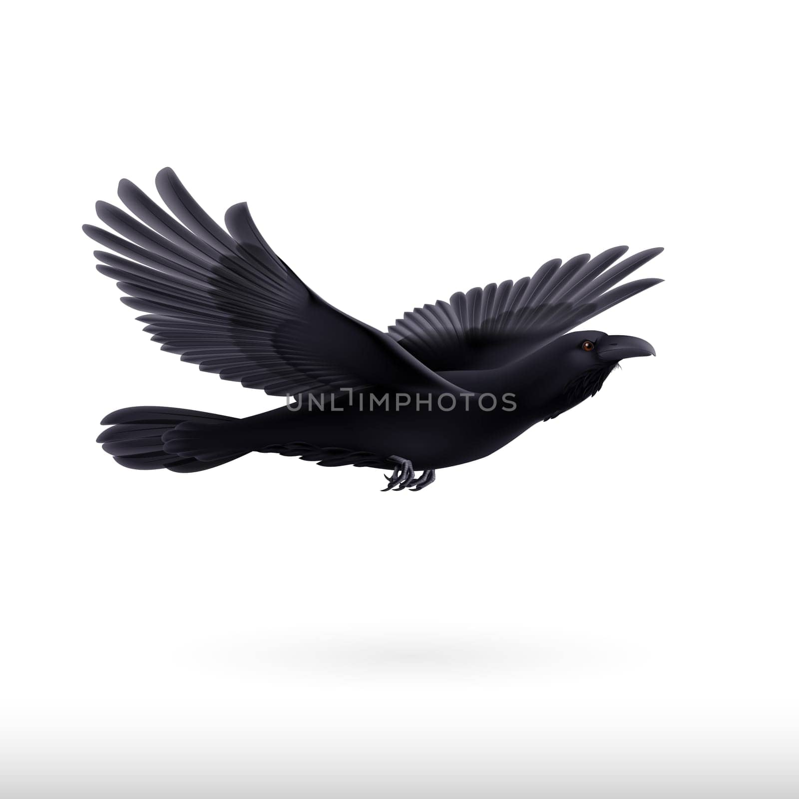 Black crow precipitously flying on the white background