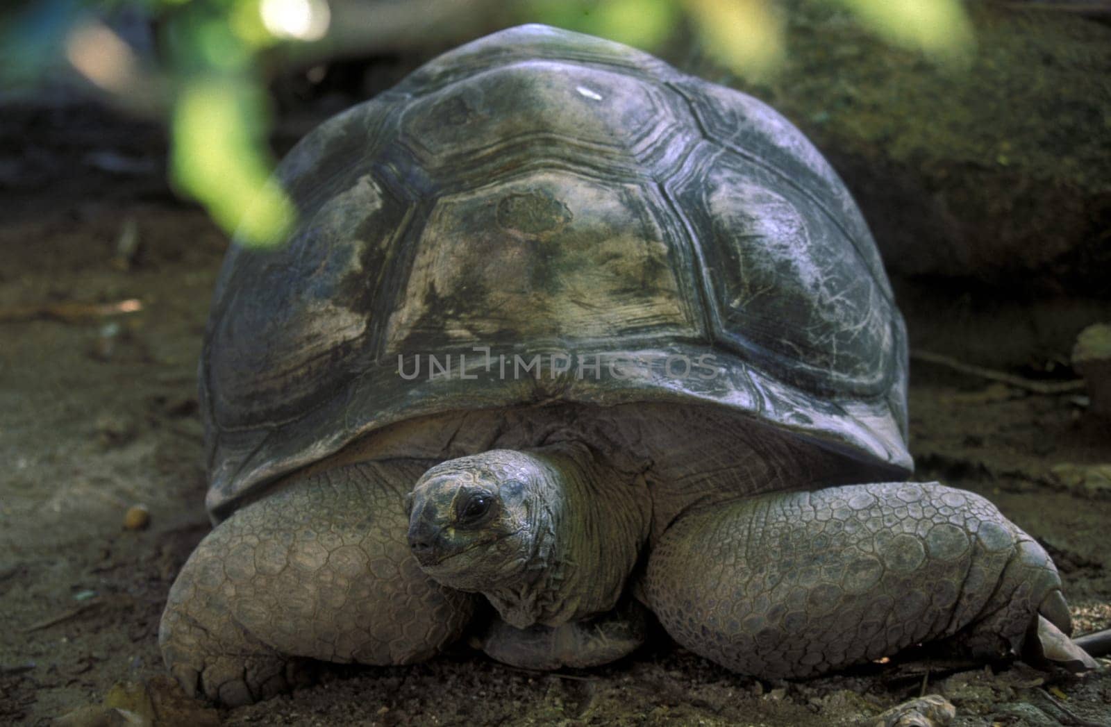 A giant tortoise on the island of La Digue in the Seychelles archipelago in the Indian Ocean in Africa.