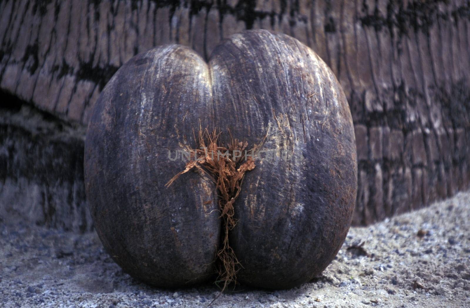 A Coco de Mer coconut on the island of Praslin in the Seychelles archipelago in the Indian Ocean in Africa.